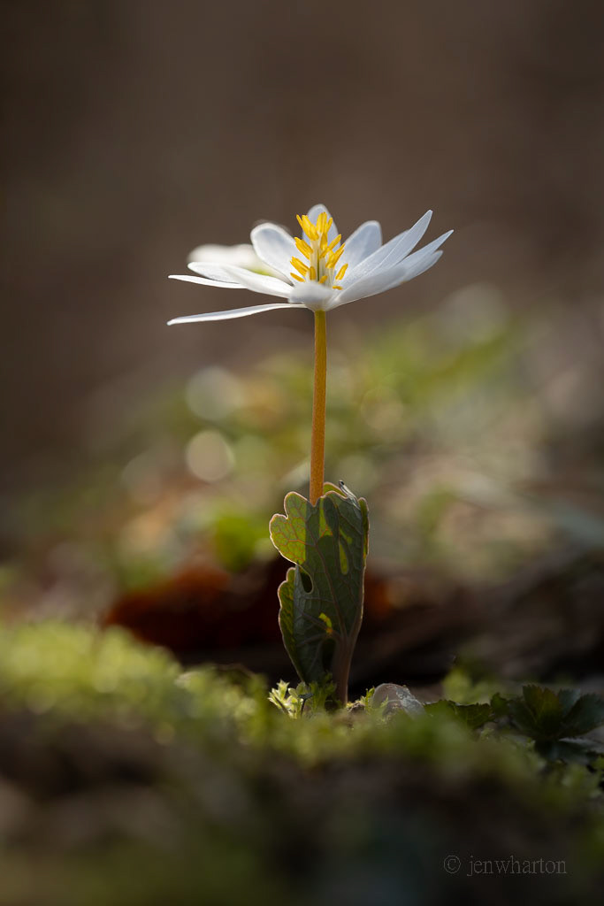 bloodroot