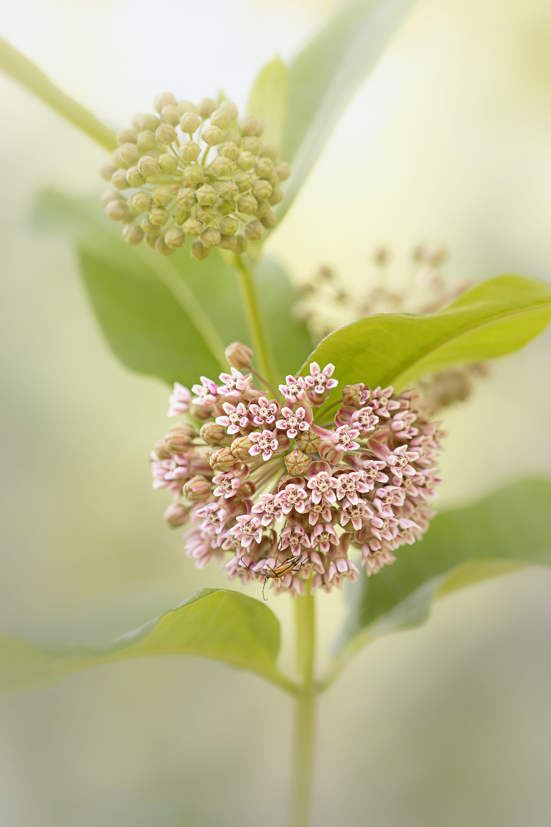 common milkweed
