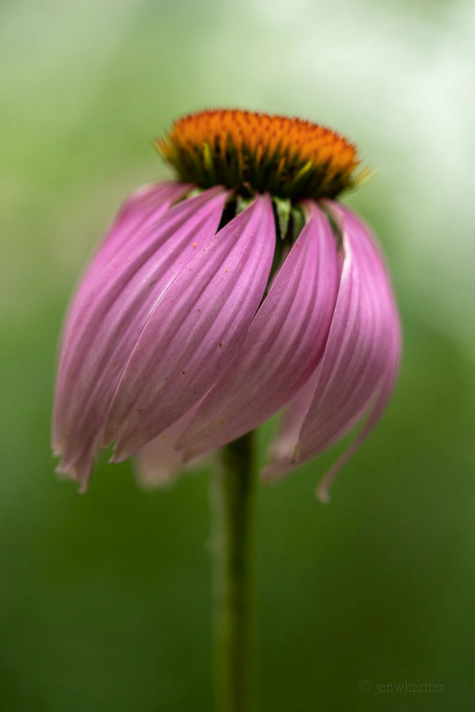 purple cone flower