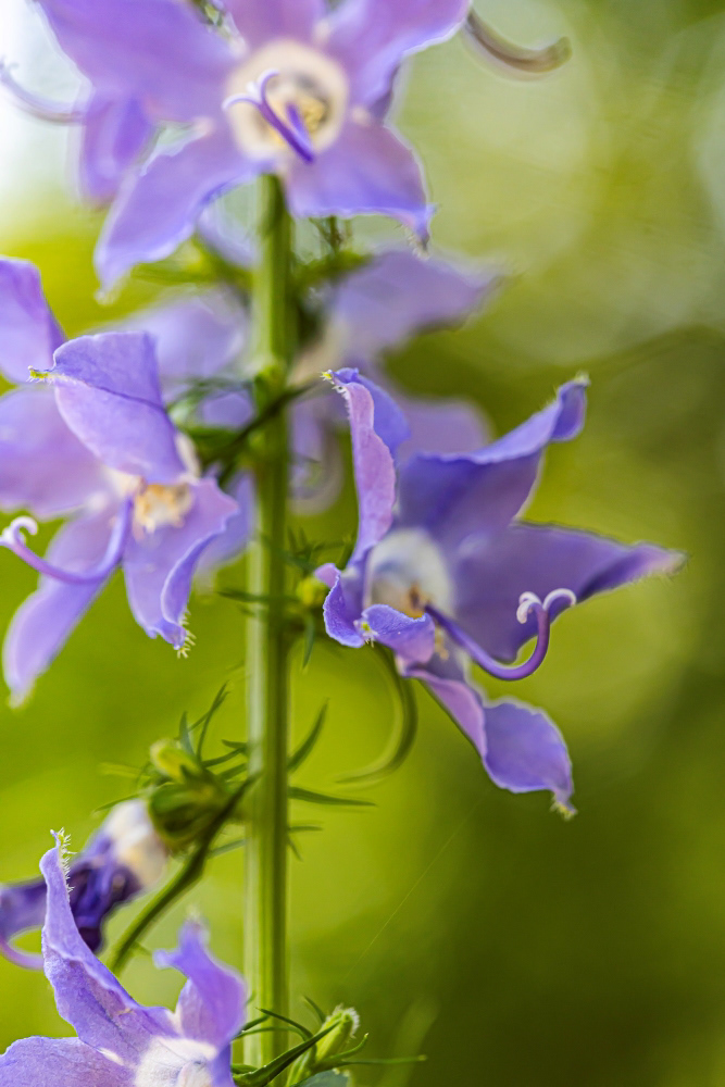 bellflower