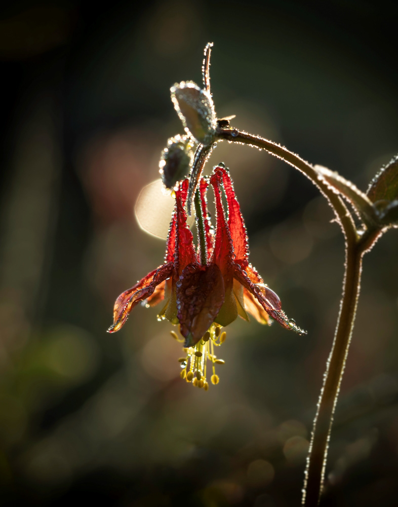 eastern red columbine