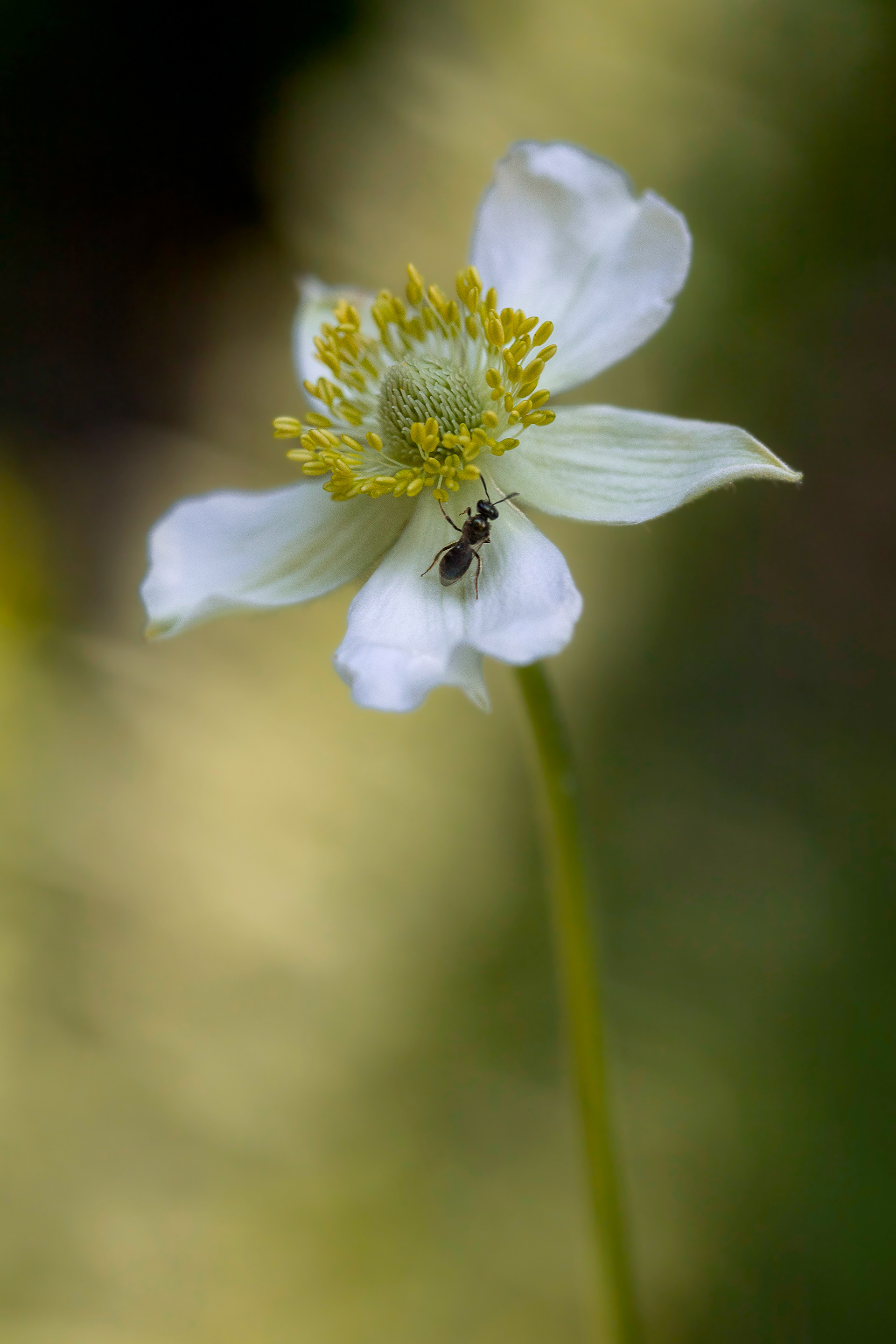 thimble weed
