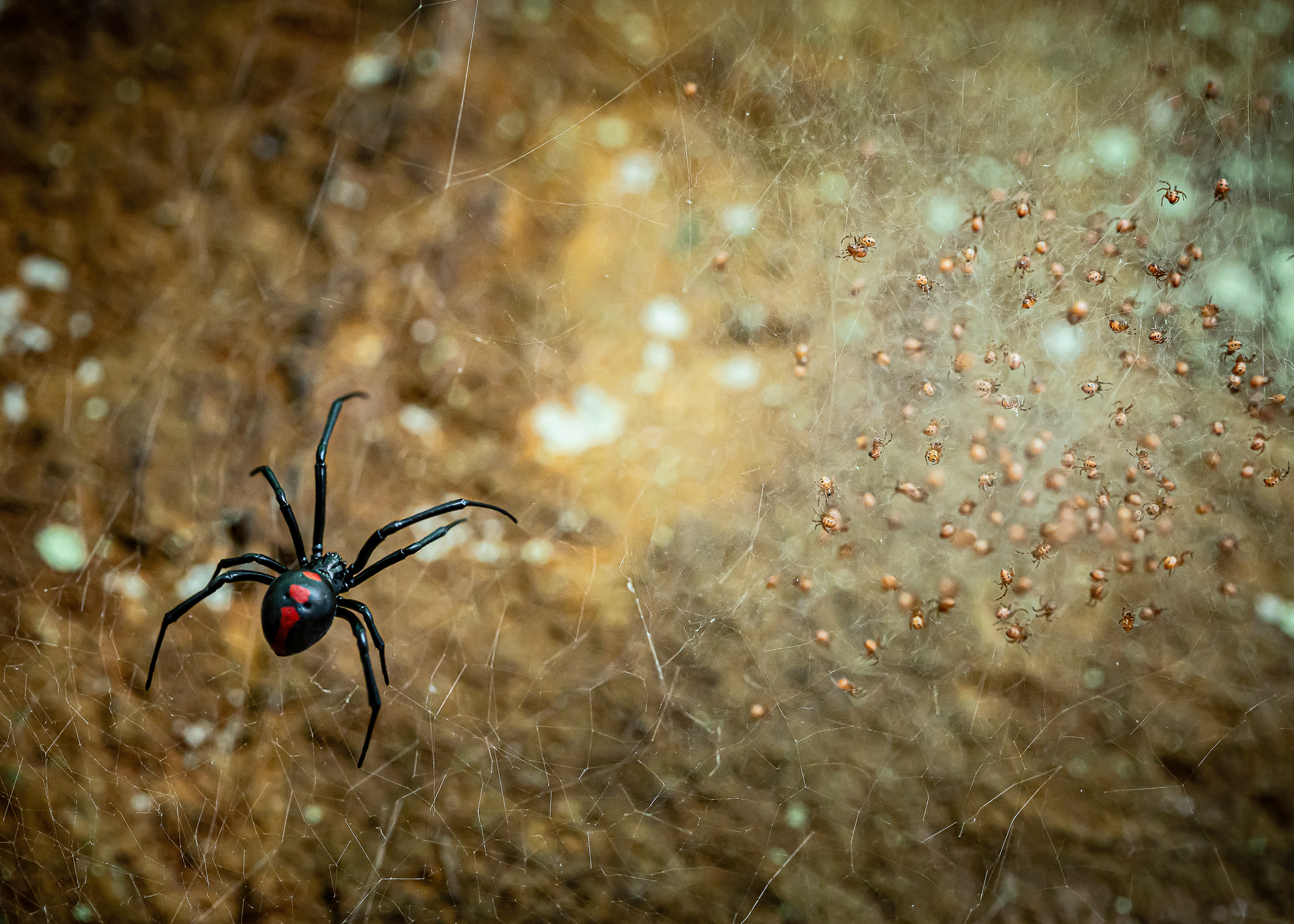 Black Widow Mother and Spiderlings