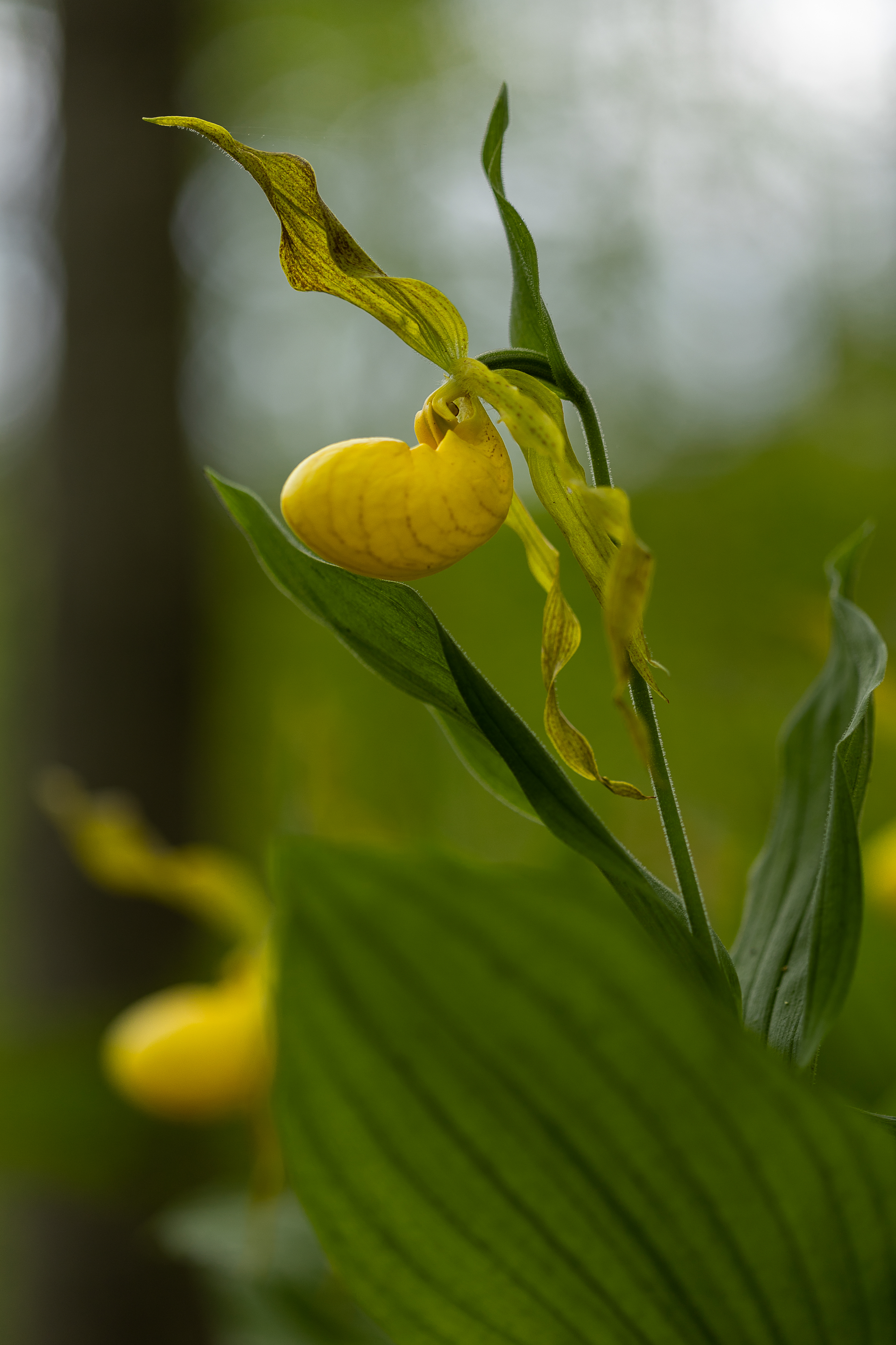 yellow lady slipper