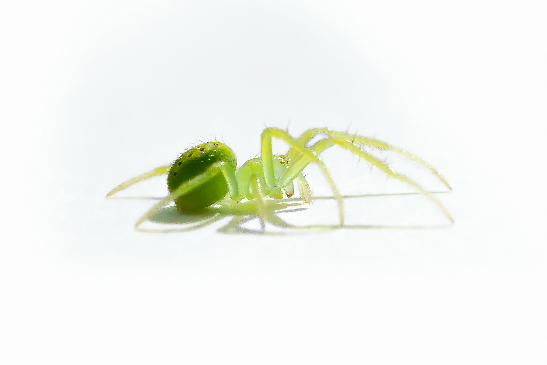 Red-Spotted Orbweaver