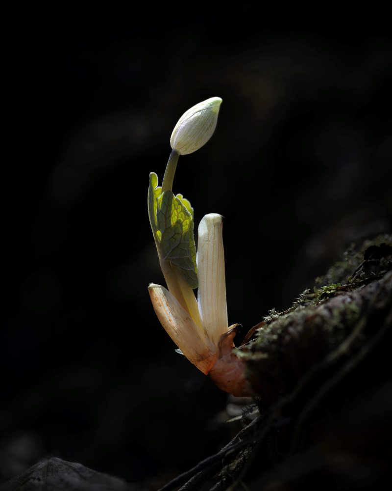 bloodroot emerging