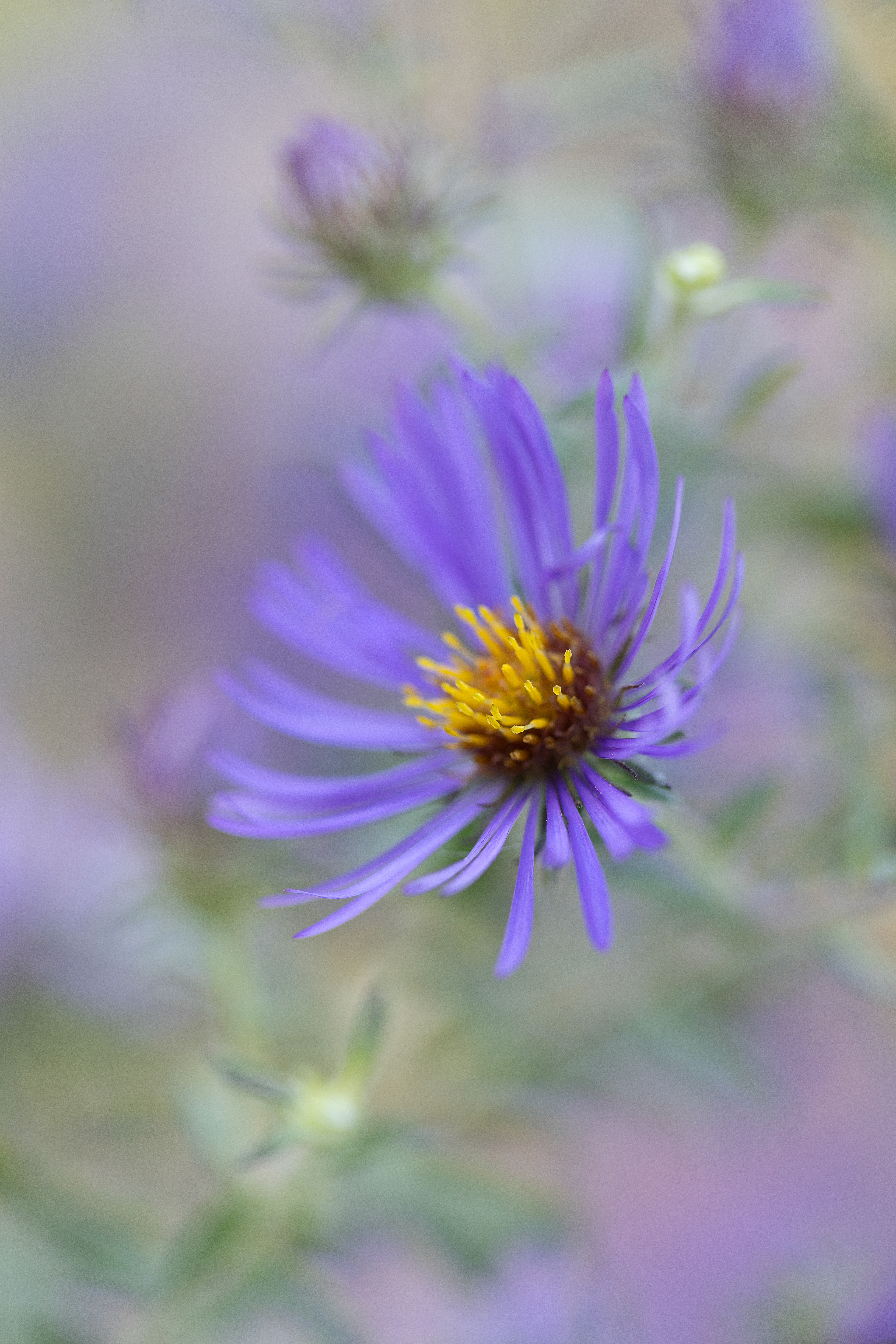 aromatic aster