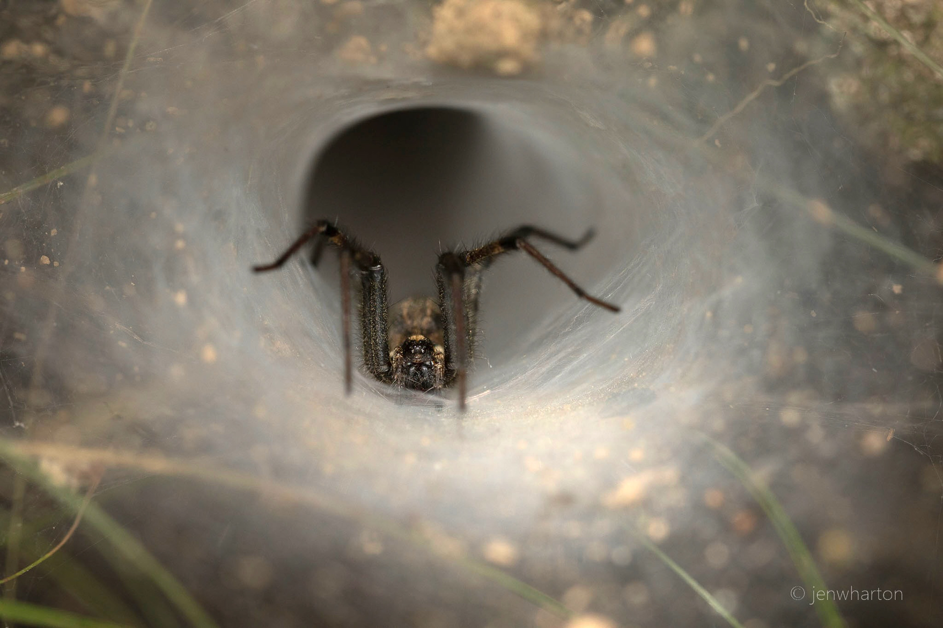 Funnel Weaver Spider