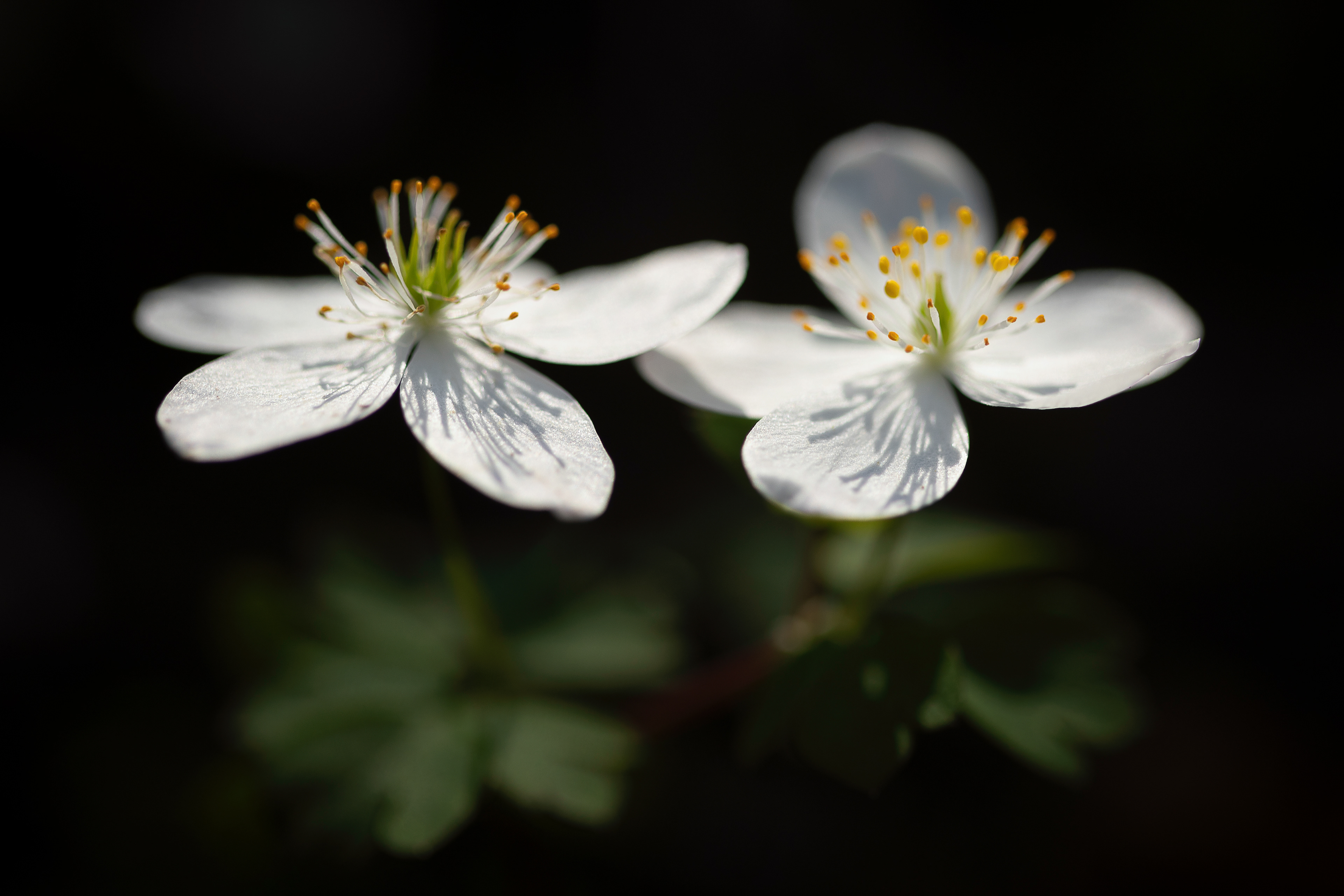 false rue anemone