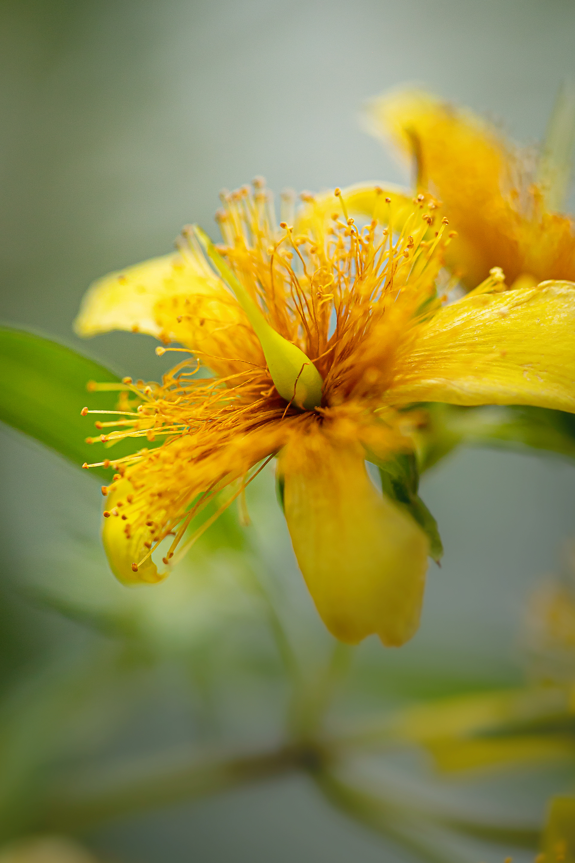 st. john's wort