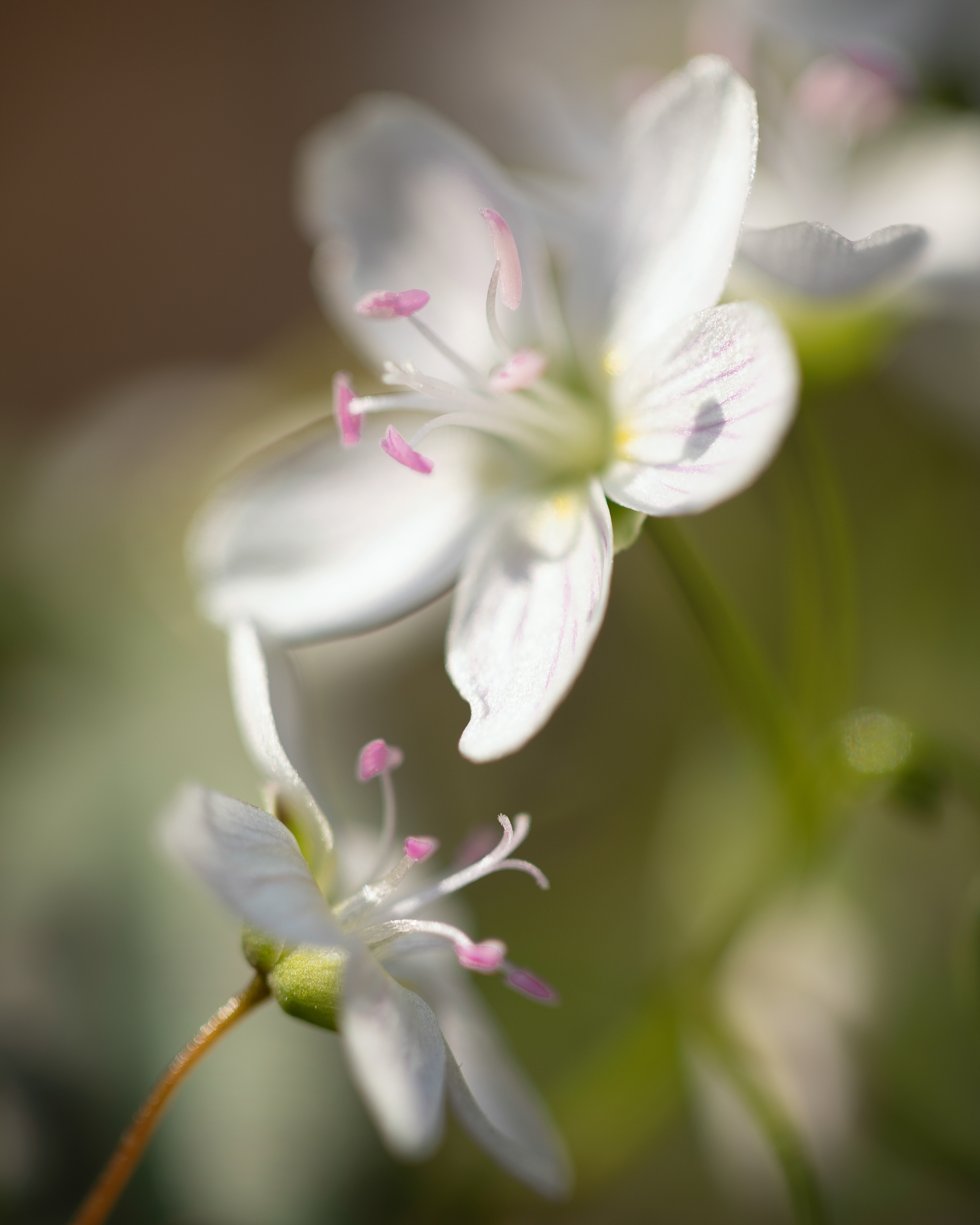 spring beauty