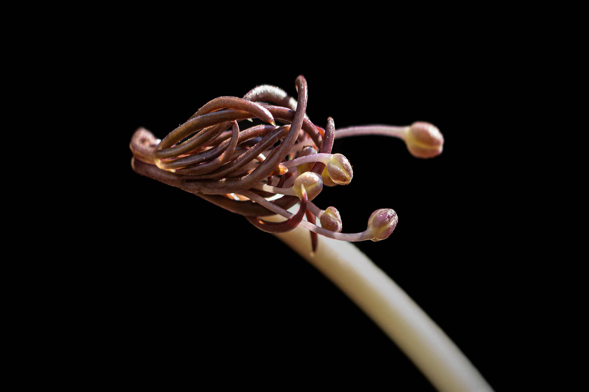 cutleaf toothwort emerging