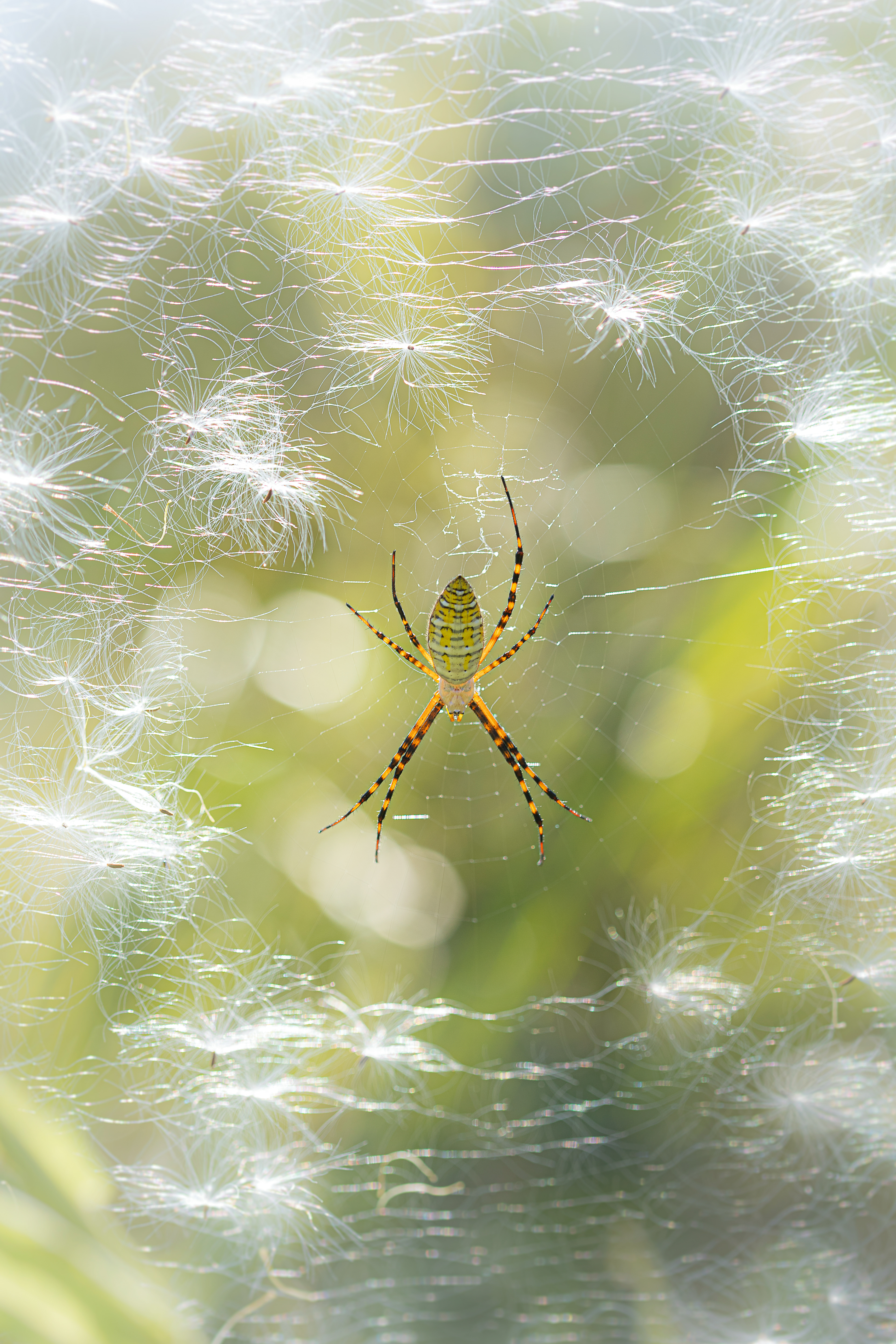 Banded Garden Spider