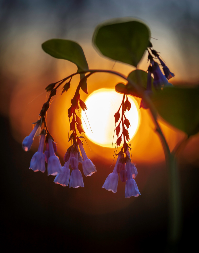 virginia bluebells