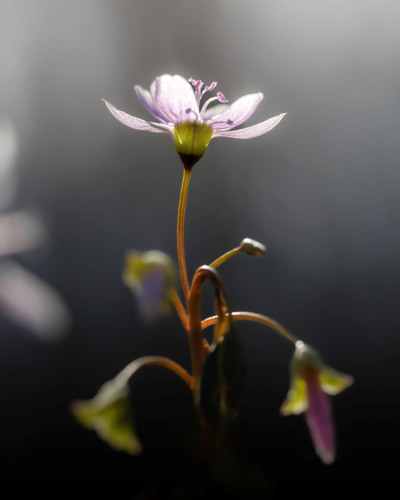 spring beauty