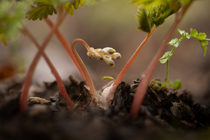 dutchman's breeches emerging