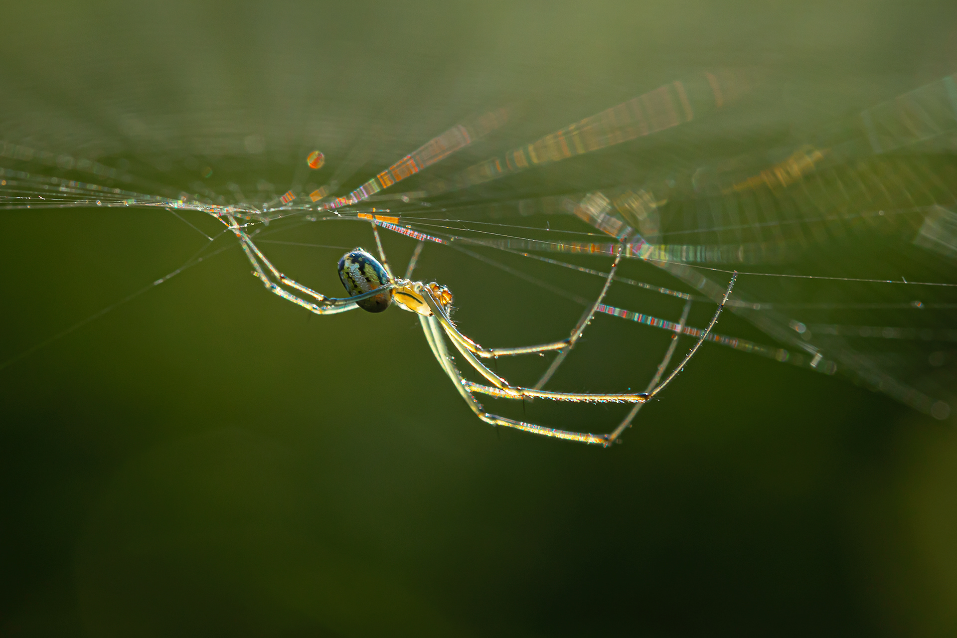 Orchard Orbweaver Spider