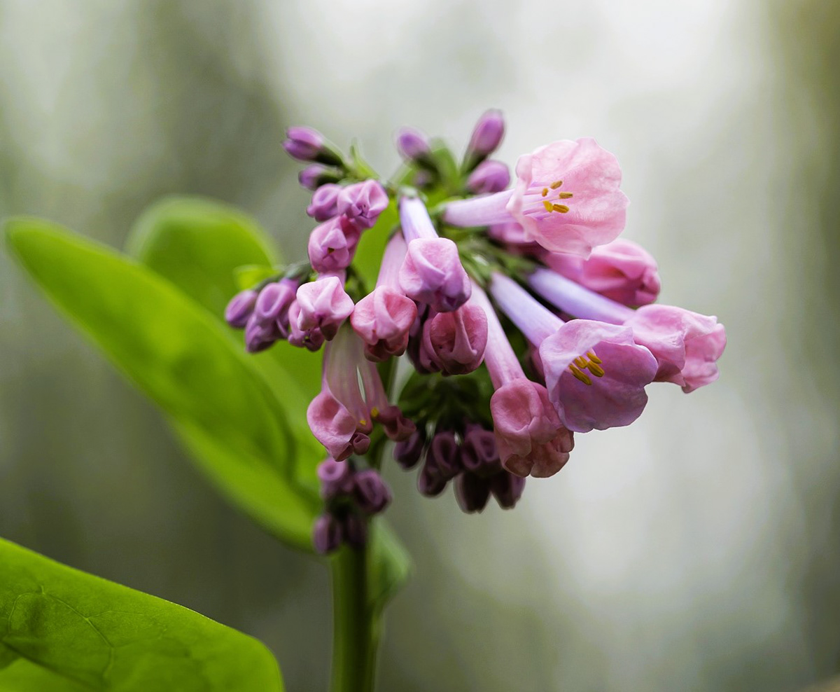 virginia bluebells