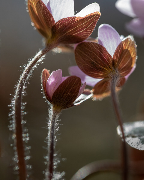 hepatica