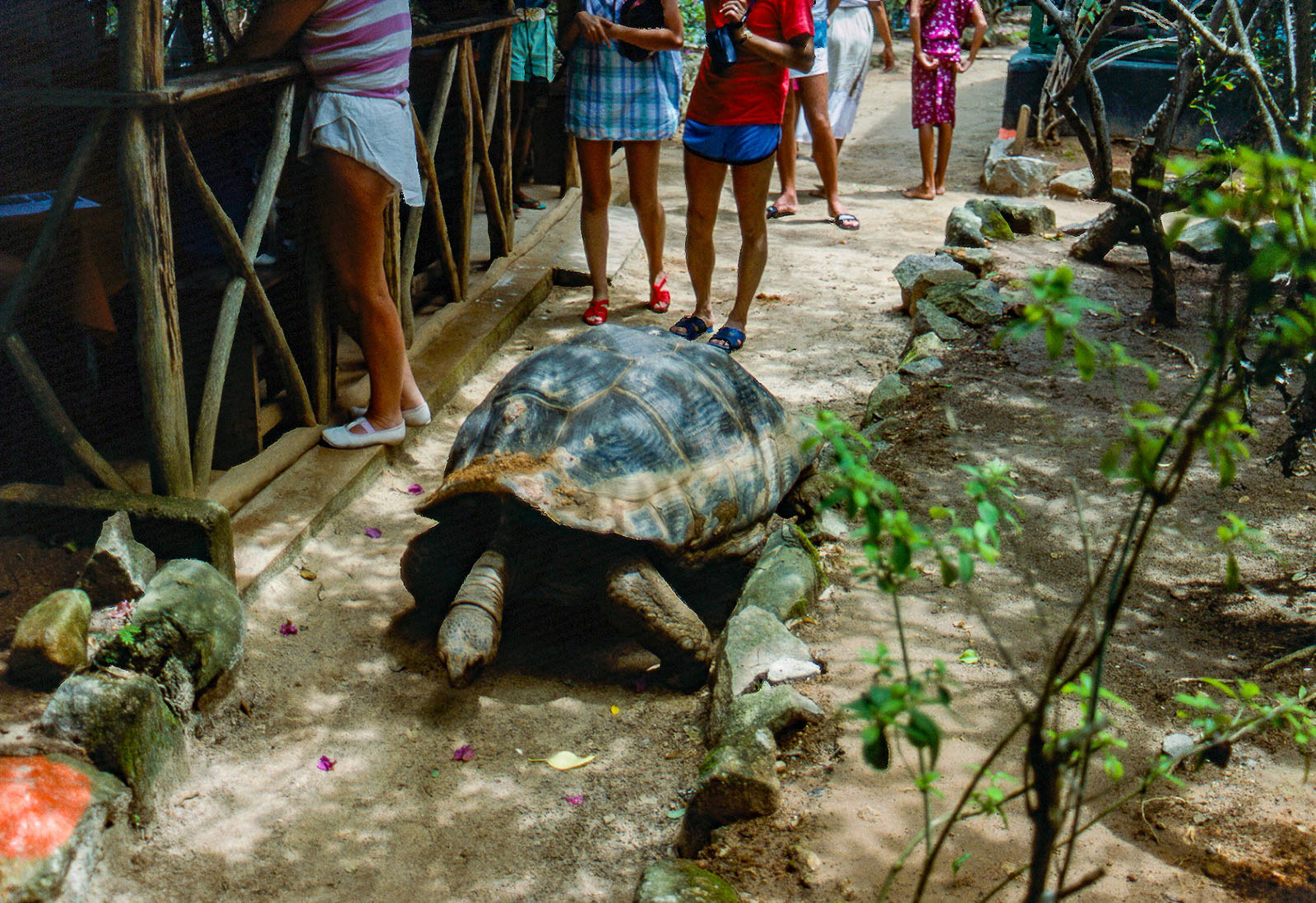 One of the Seychelles giant tortoise
