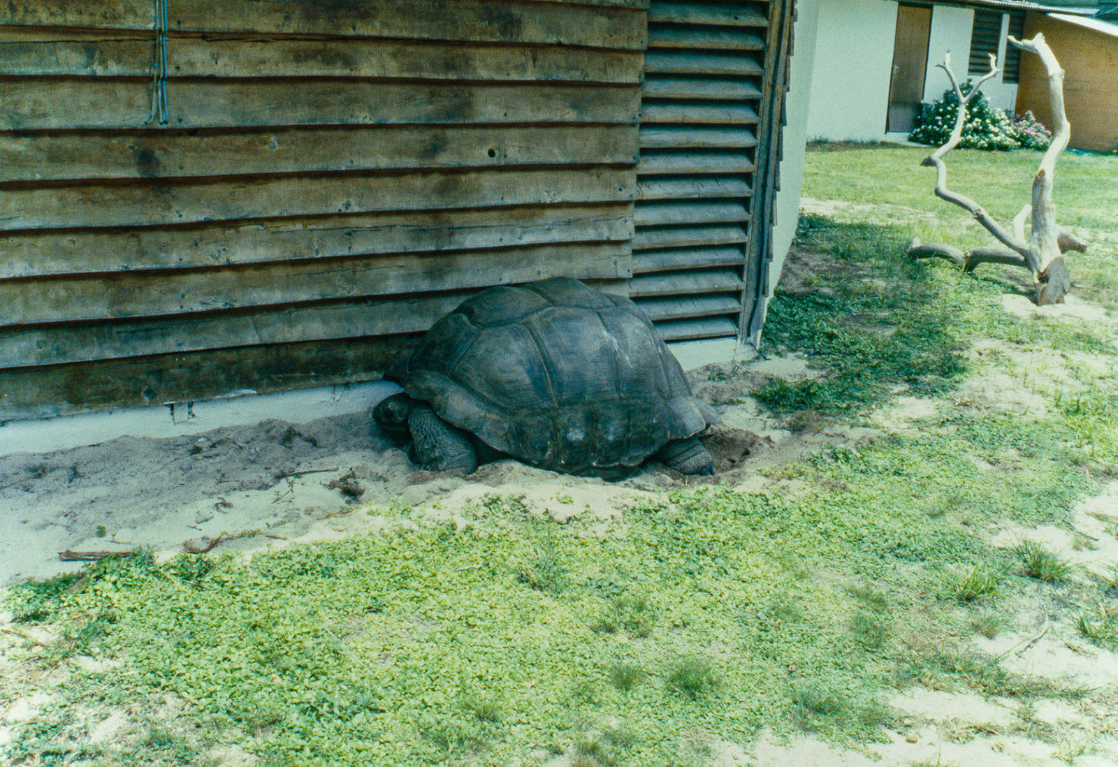 Giant tortoise