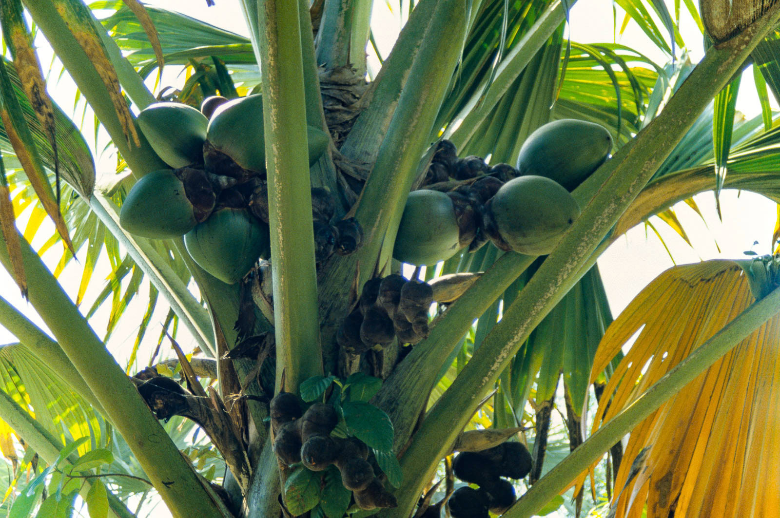 Botanical Gardens - Coffee beans