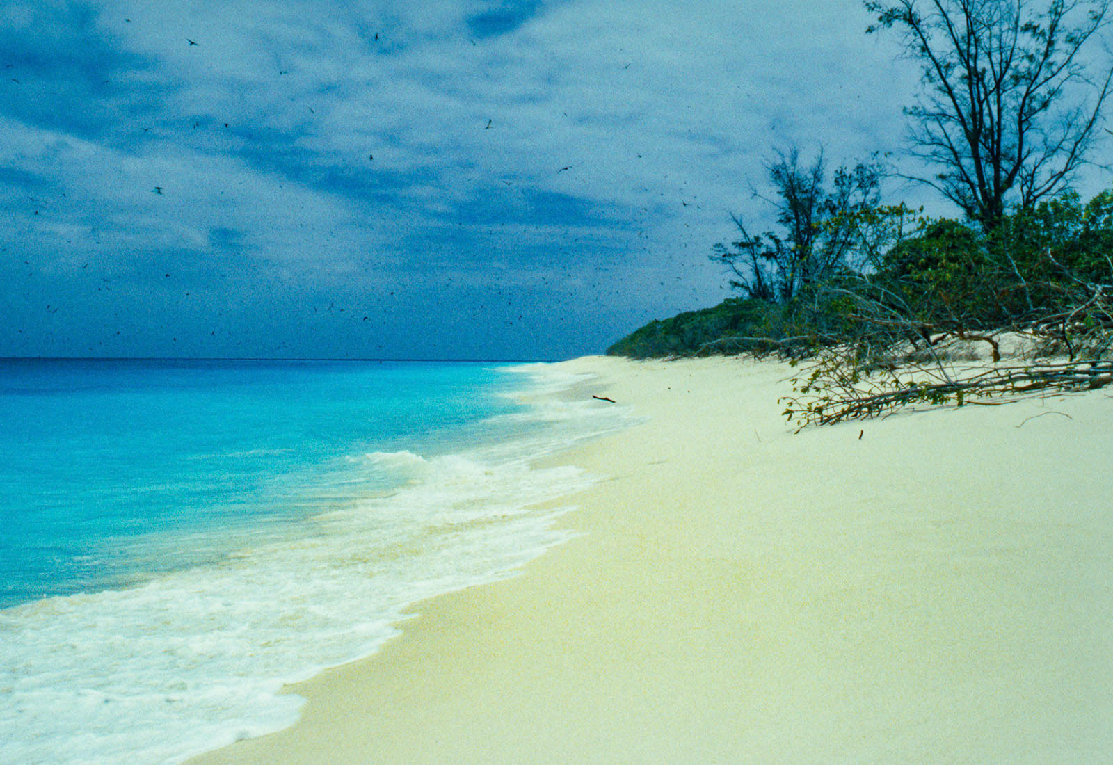 Black in the sky are birds, Sooty Turns