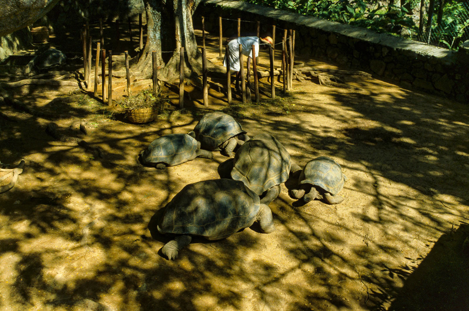 Seychelles giant Tortoise