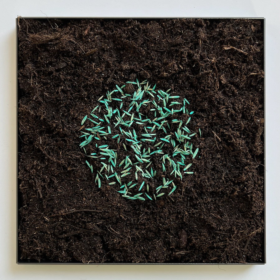 317 lines, 16th June, photograph of 317 grass seeds on soil in a 15x15cm tray. Wondering if they will grow 317 blades of grass.