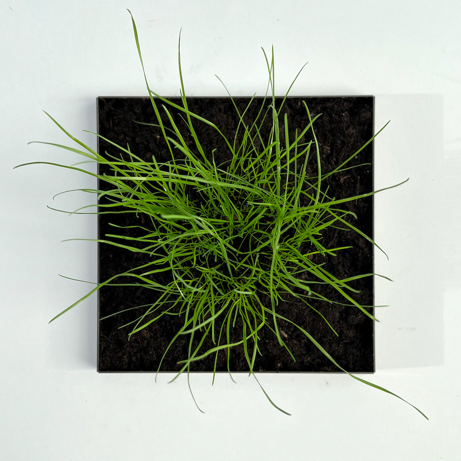 331 lines, 30th June, Blades of grass in a 15x15cm tray. They grew from the 317 seeds I posted earlier. I cut the grass when the longest blade reached 15 cm. The grass now happily lives in my garden.