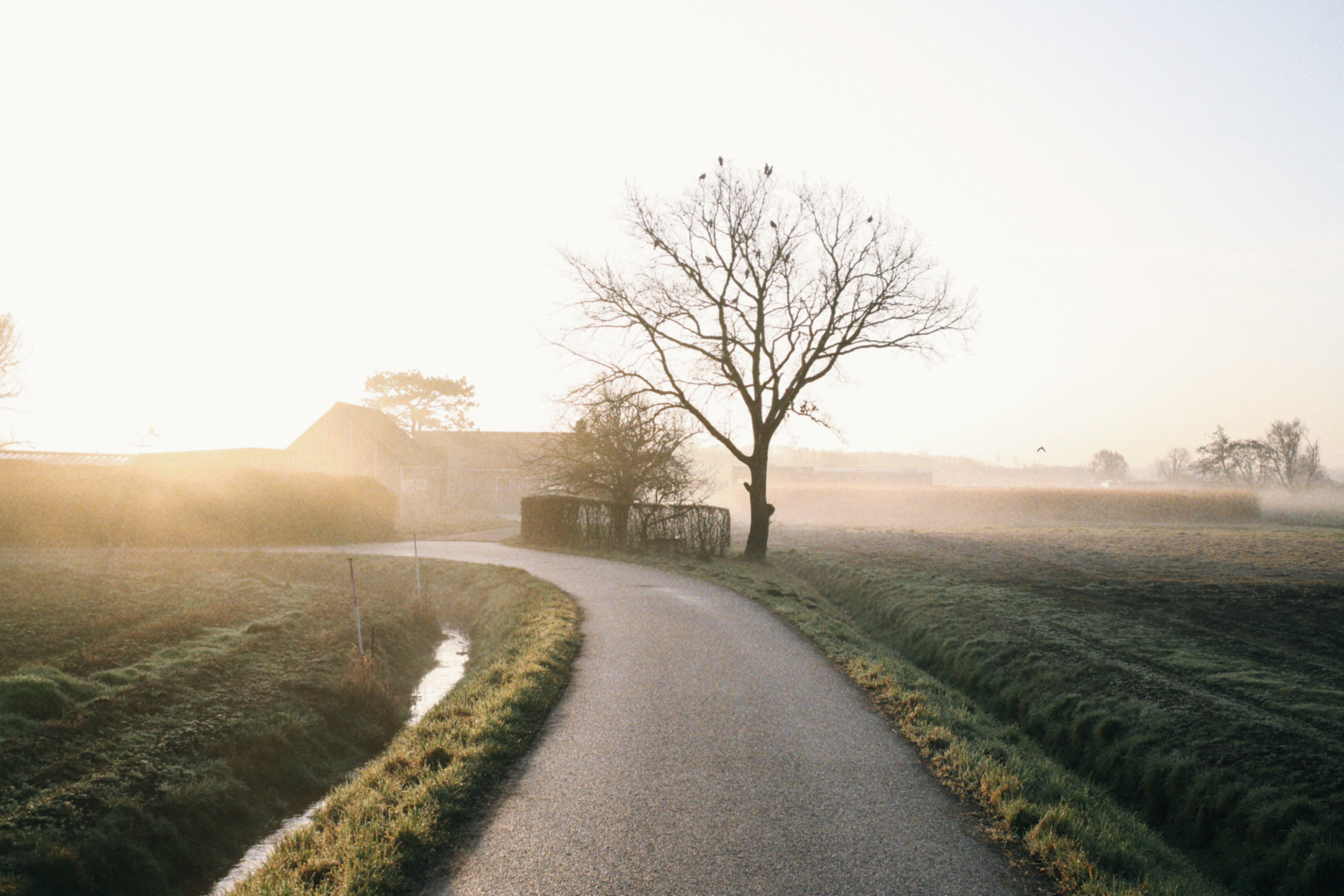 Photo of tree in the fog near sunrise, shot on the Canon 5D Classic.