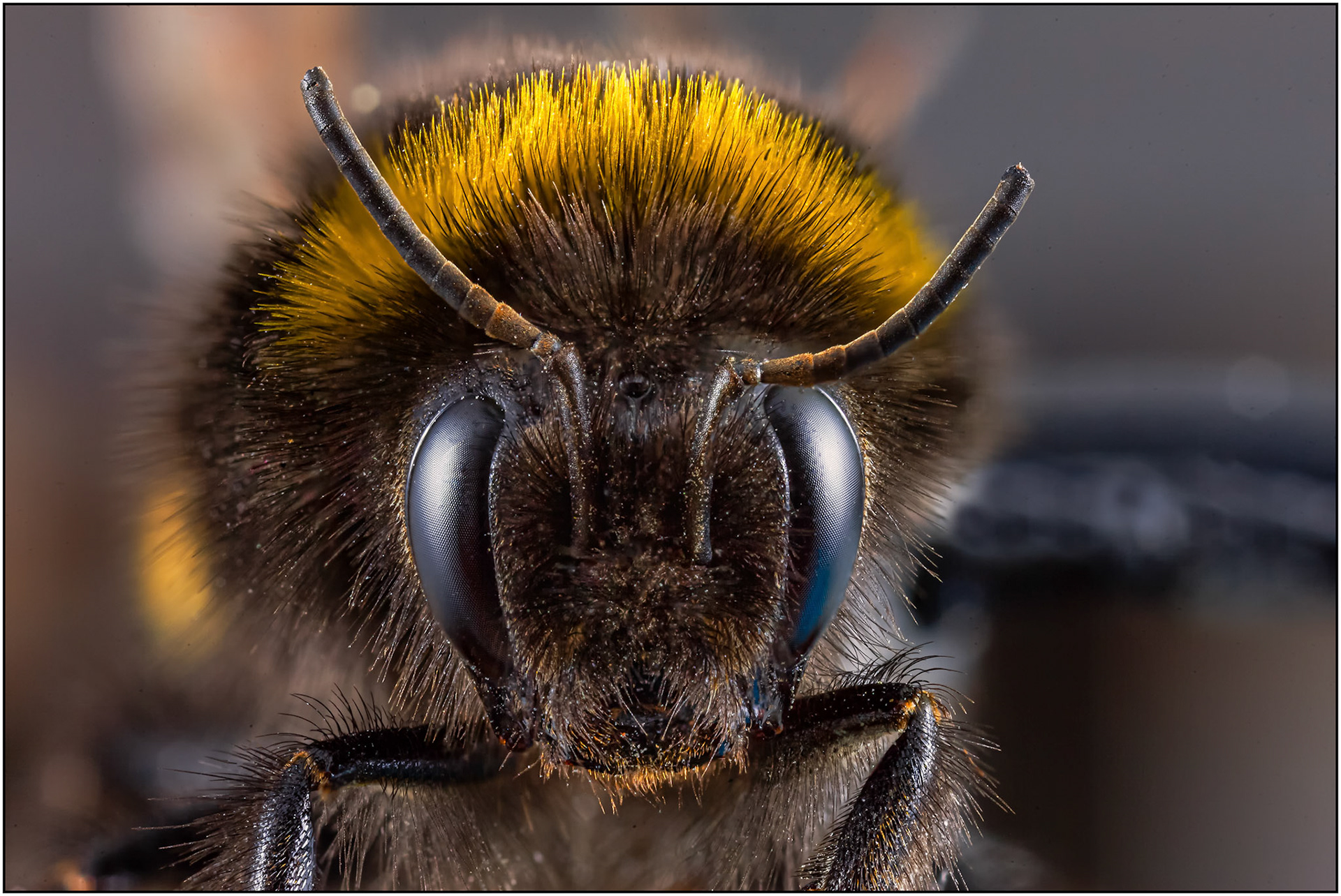 Bourdon (Hummel) - Bombus - Nom scientifique
