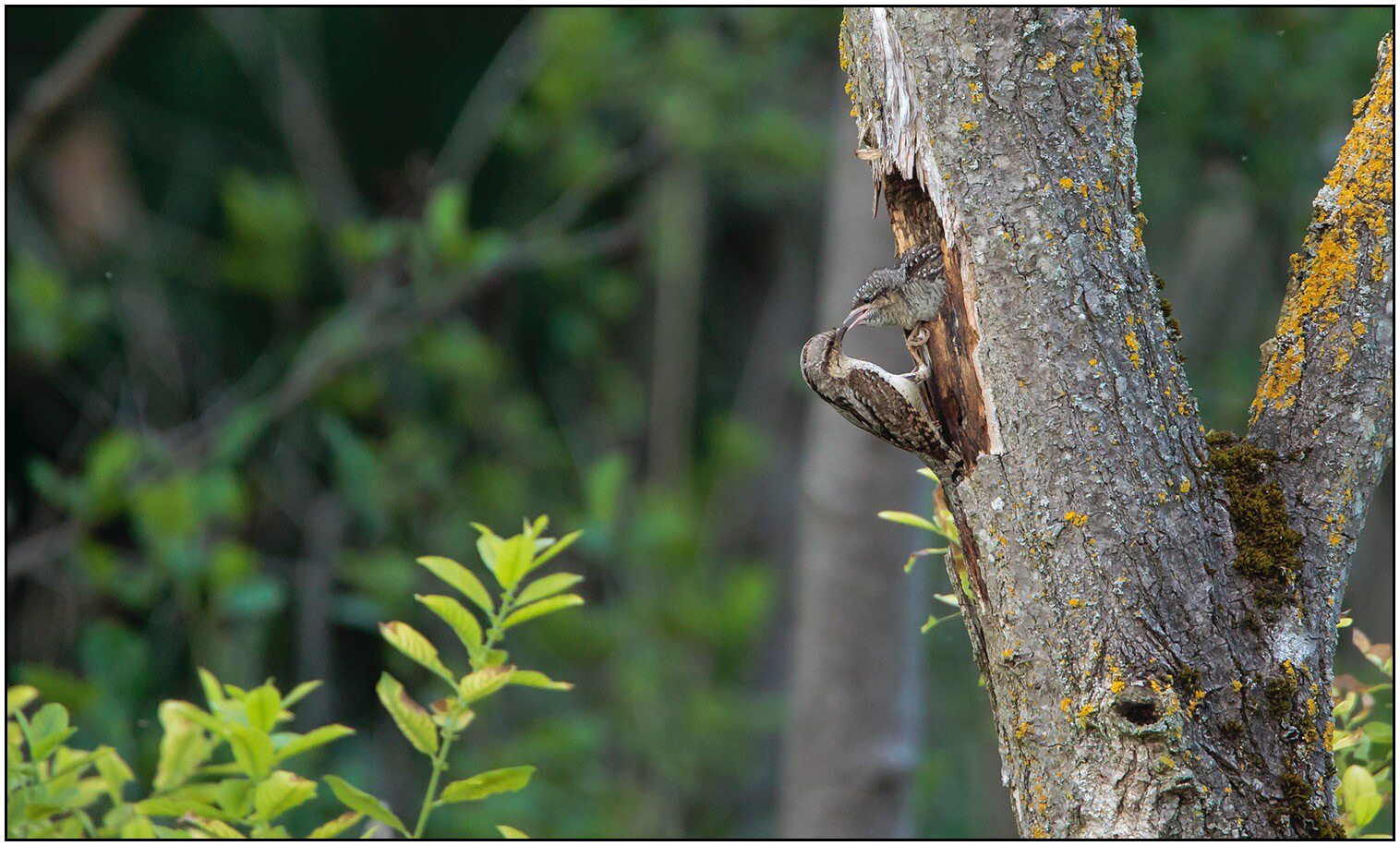 Wendehals - Dréihälschen