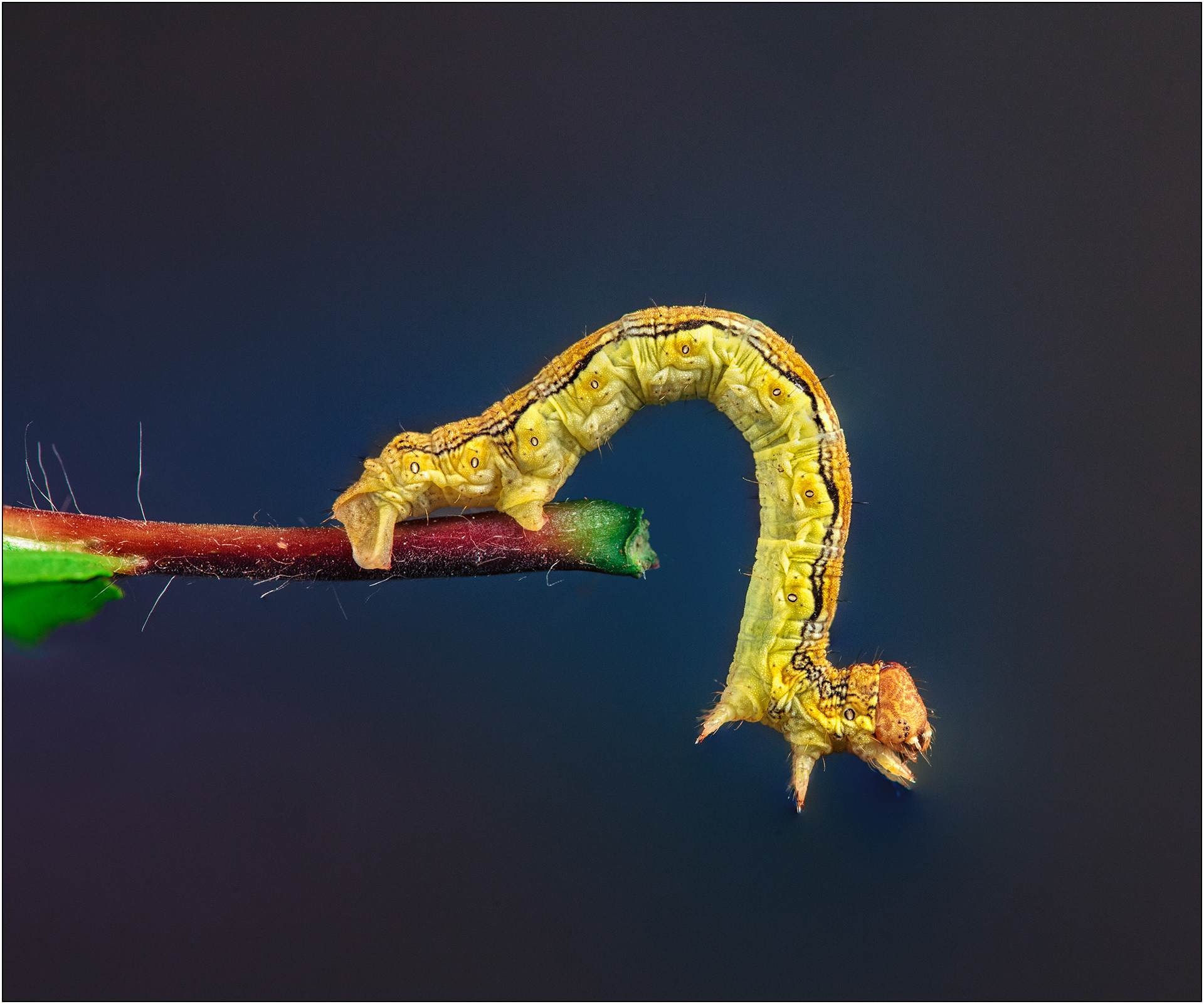 Großer Frostspanner-Erannis defloliaria