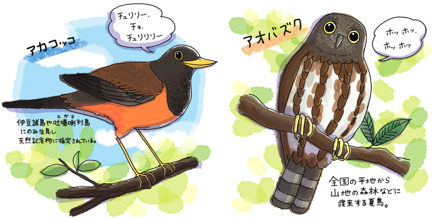 オリジナル作品 野鳥 アカコッコ・アオバズク(2014年)