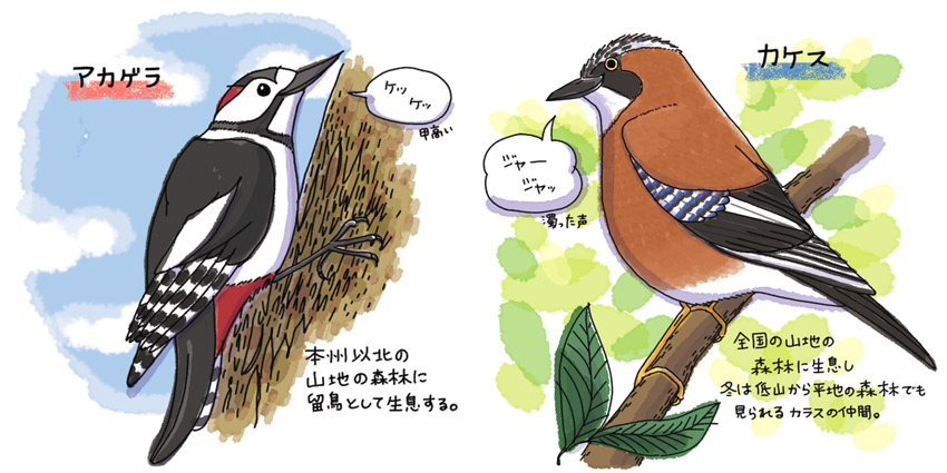 オリジナル作品 野鳥 アカゲラ・カケス(2014年)