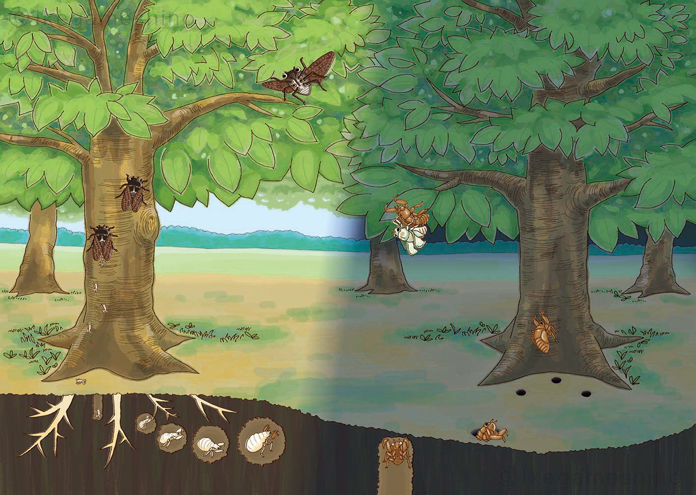 Ｚ会　ぺあぜっと　年長7月号　「せみのいっしょう」挿画（2017年）