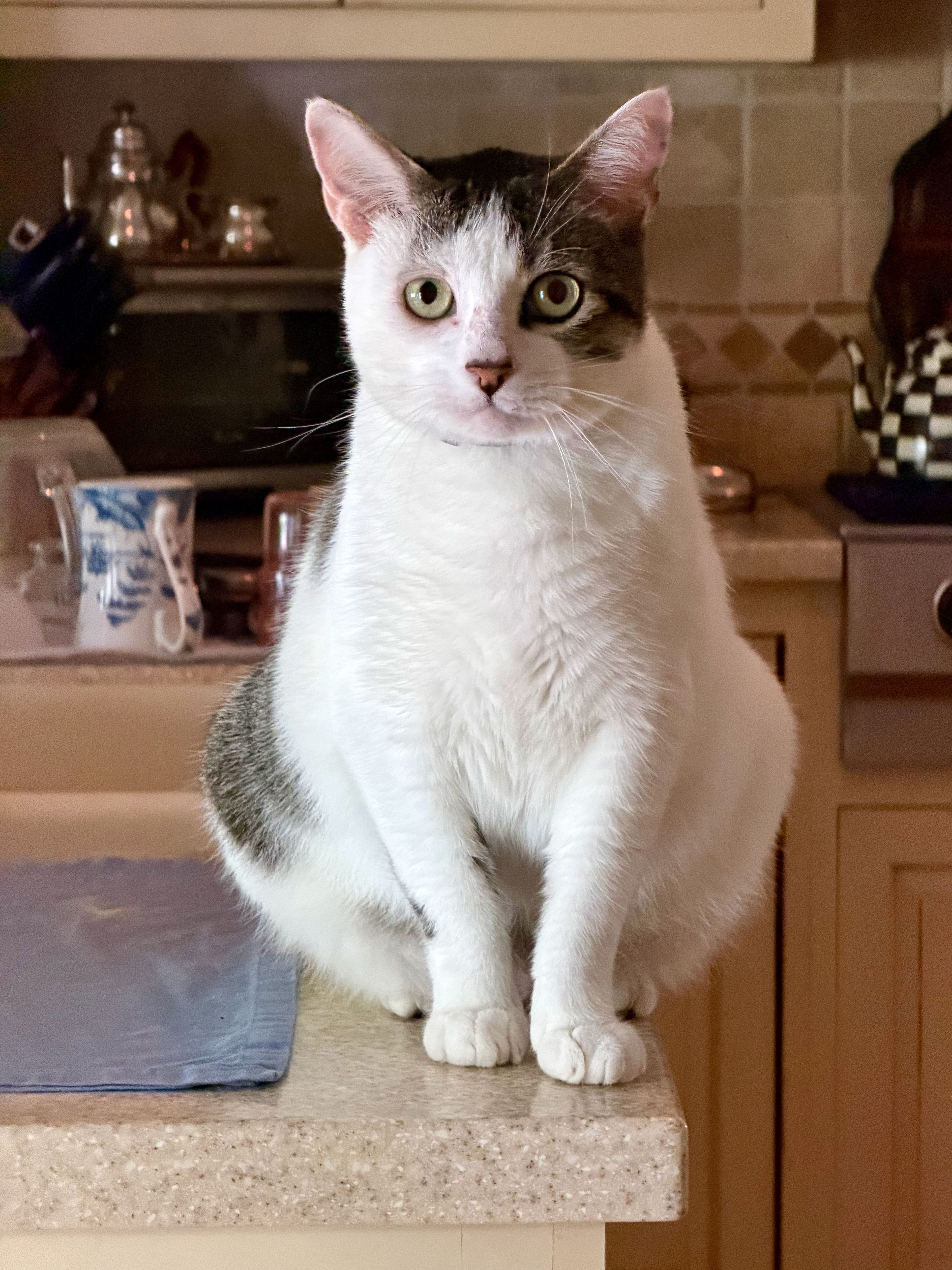 Whitey