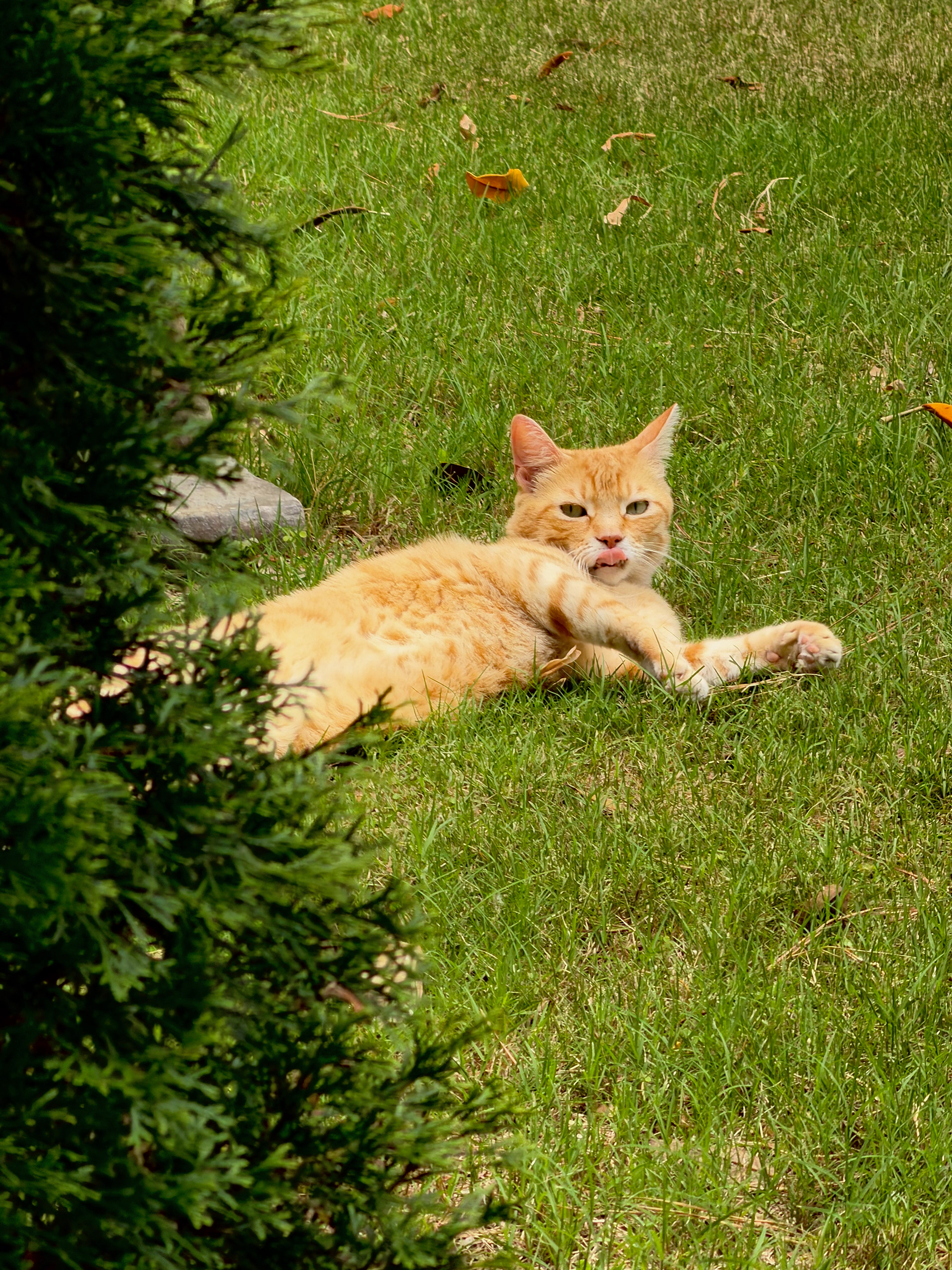 Roscoe Lounging