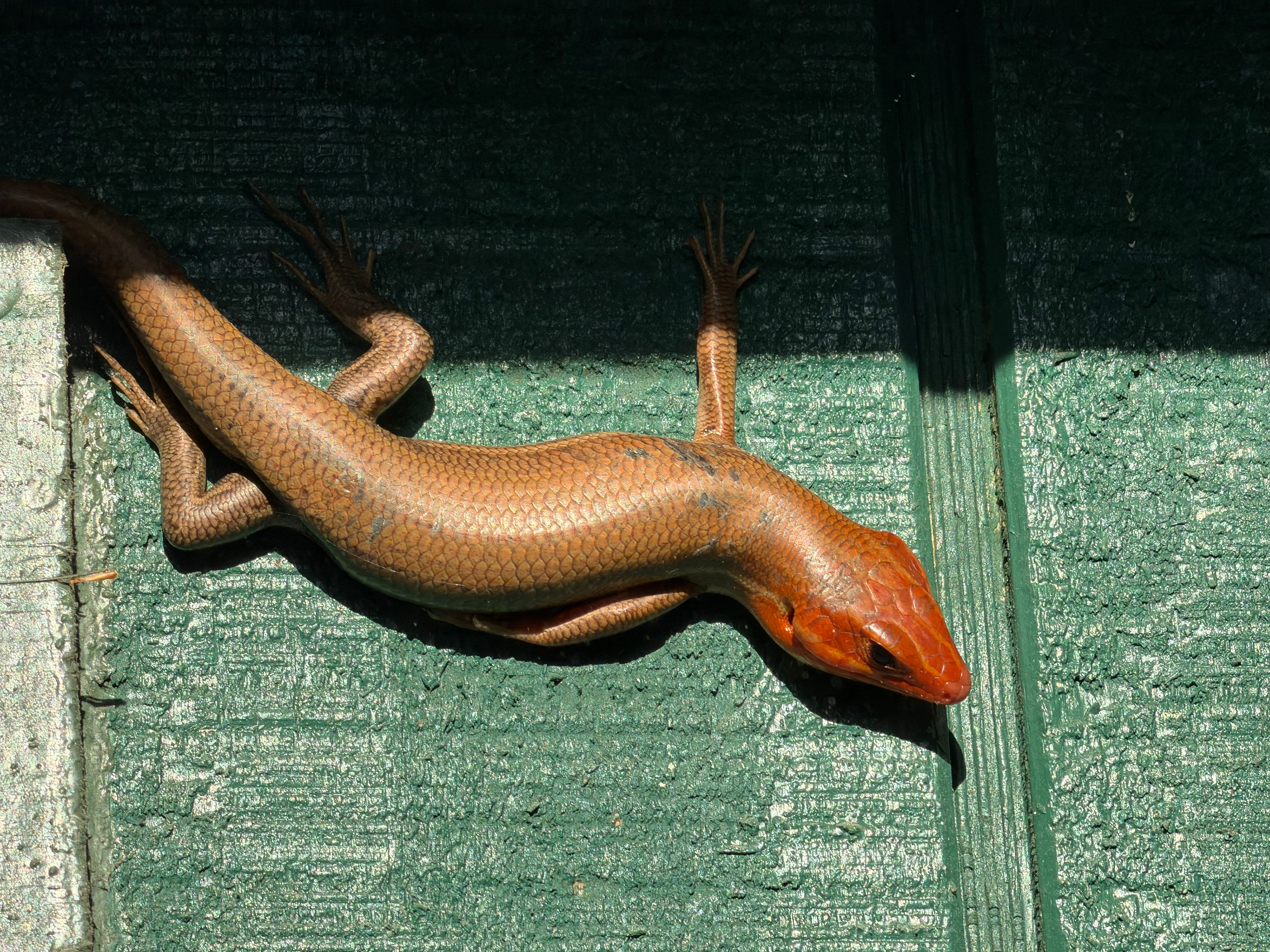 That There Red Headed-ta Skink.