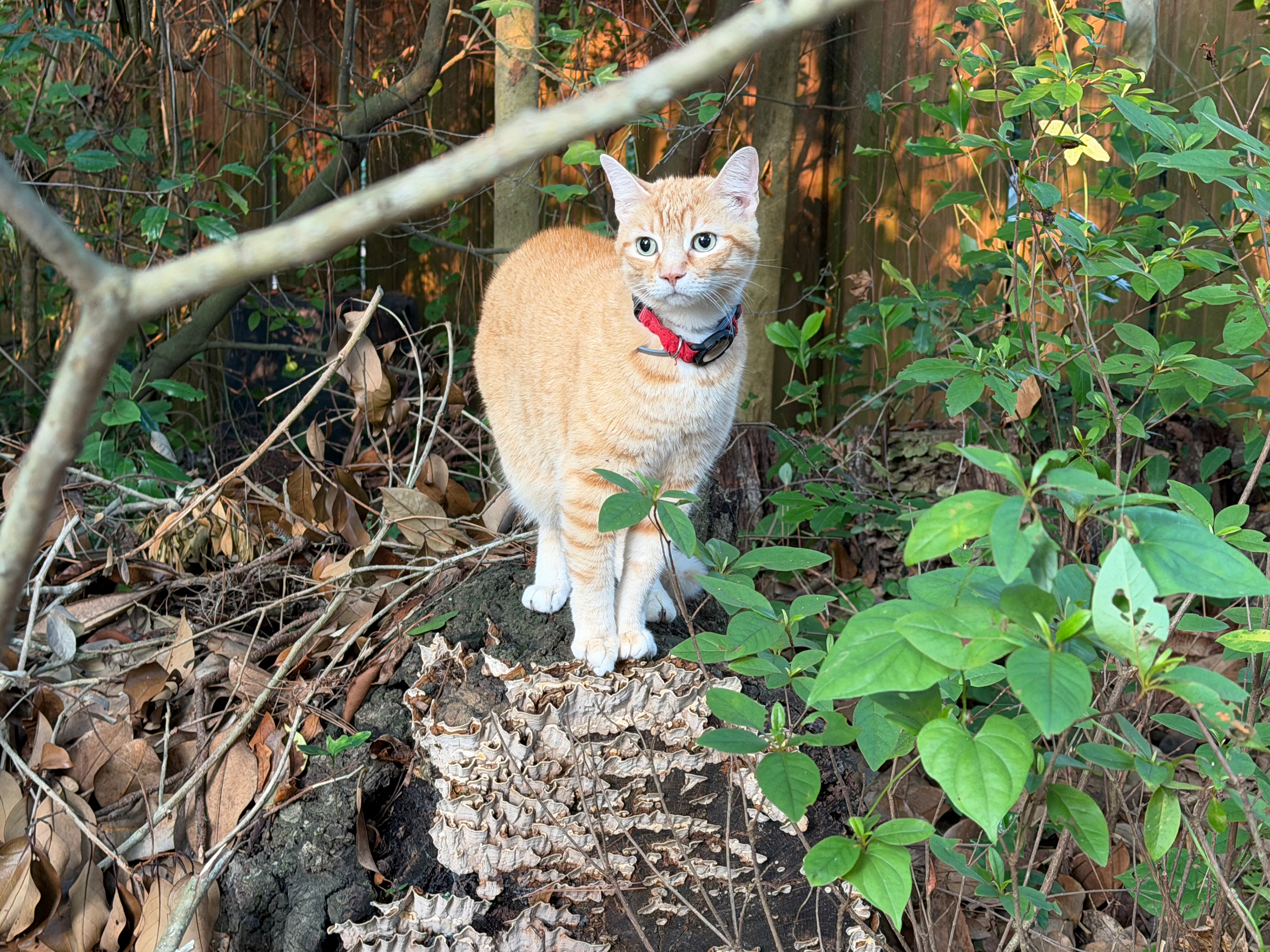Roscoe