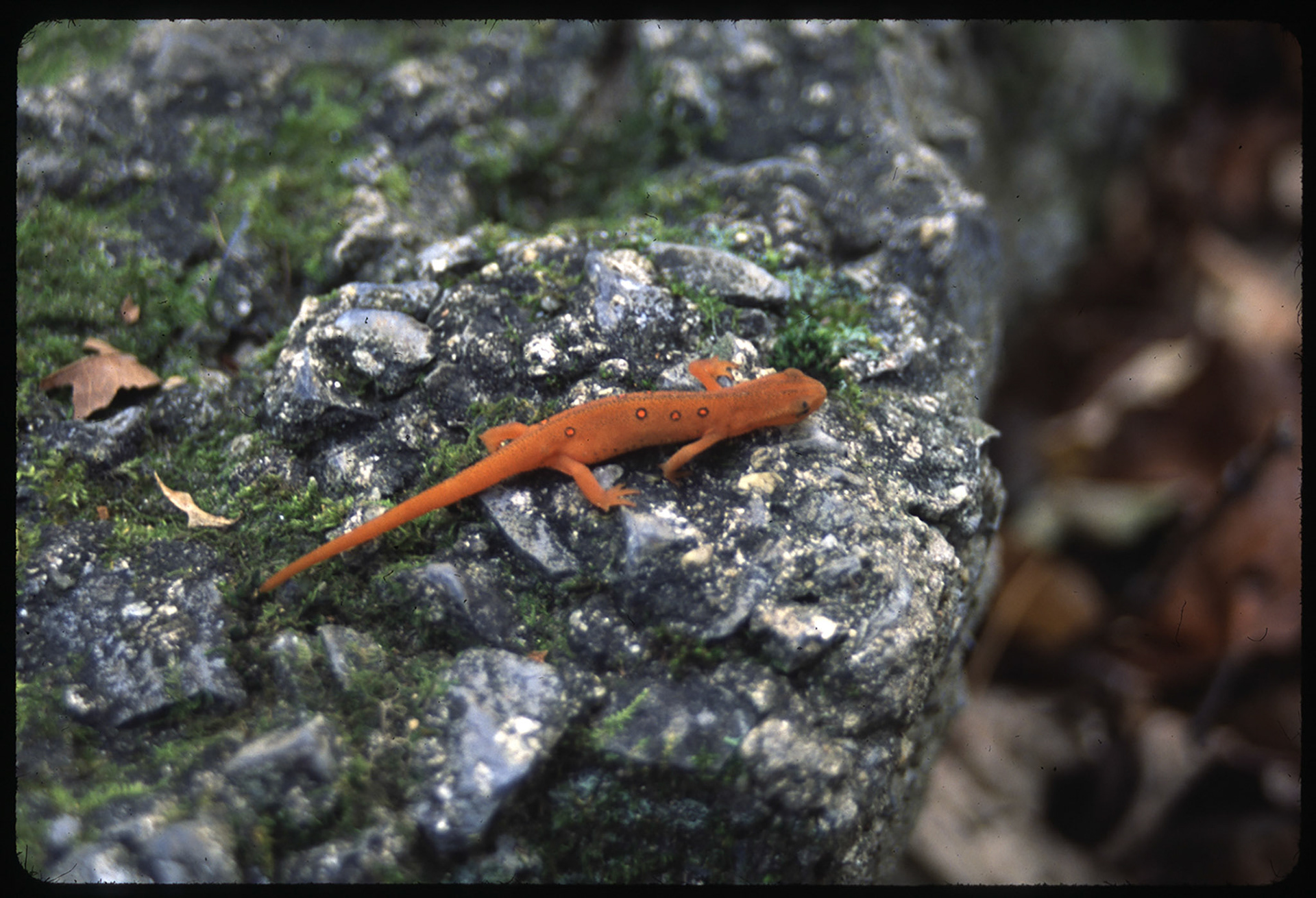 Roan Mountain, TN State ParkOct. 5, 2003