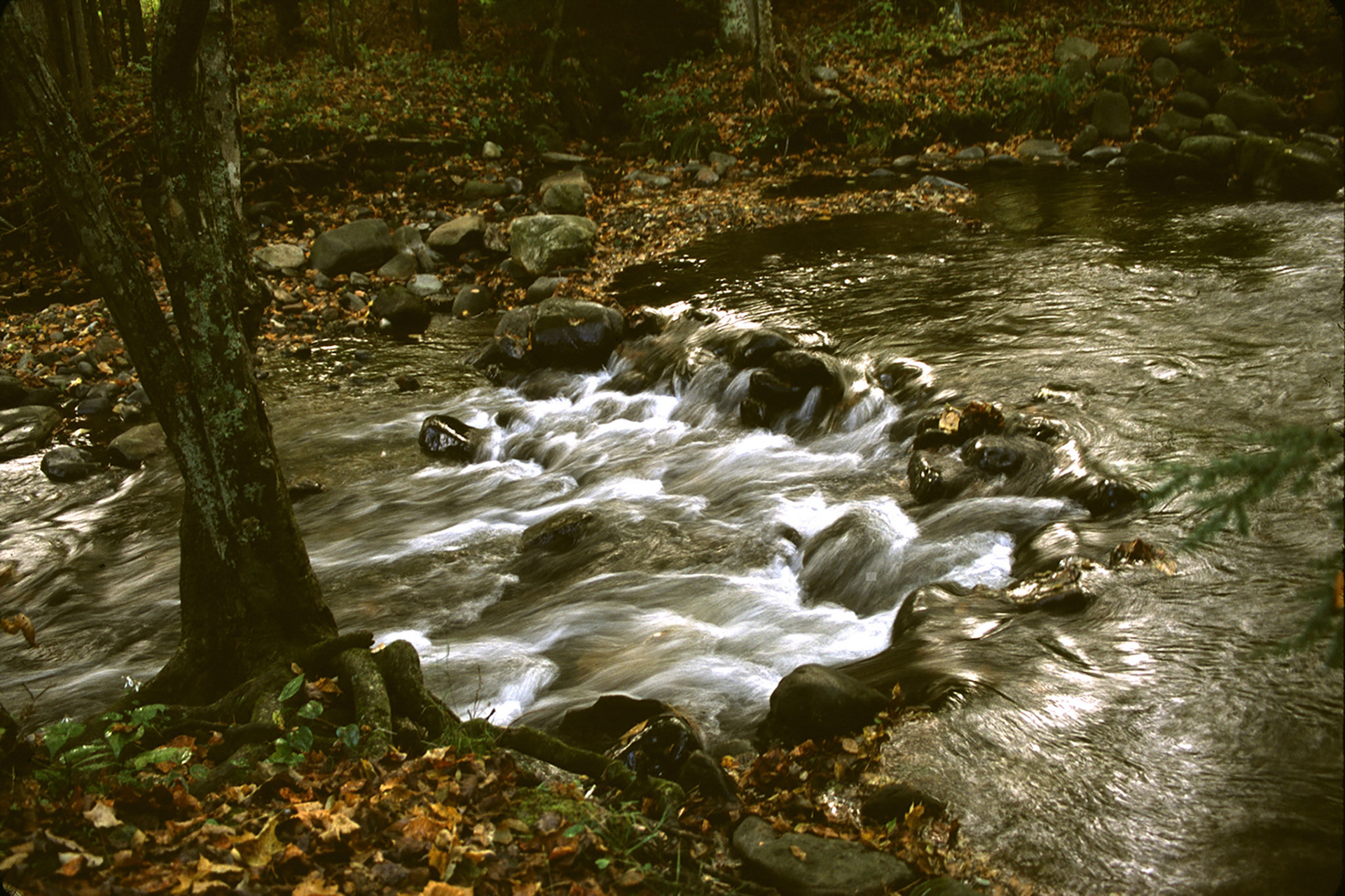 Stream at Roan Mountain State Park, TN
Oct. 5, 2003