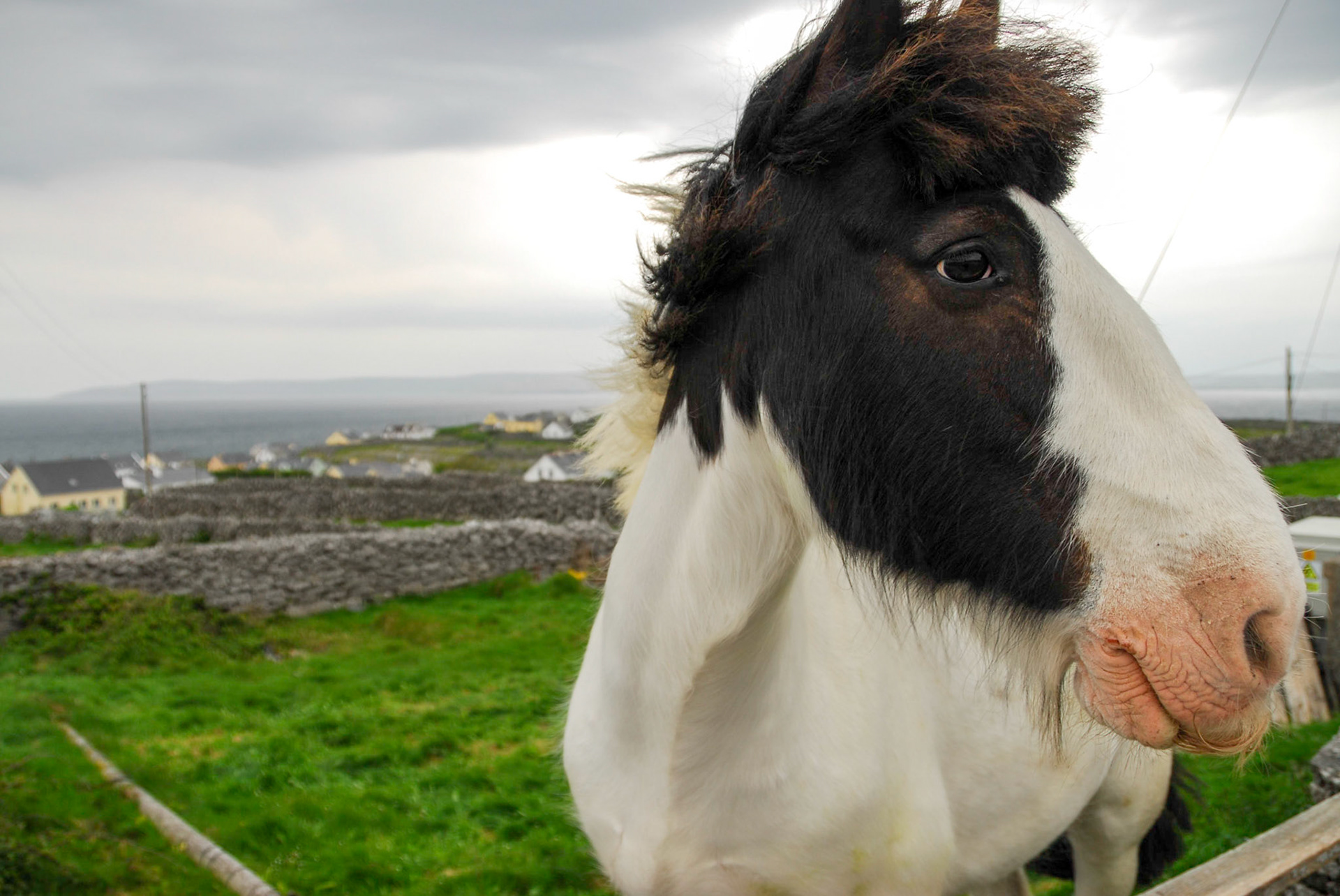 Aran Island Horse with Mustache