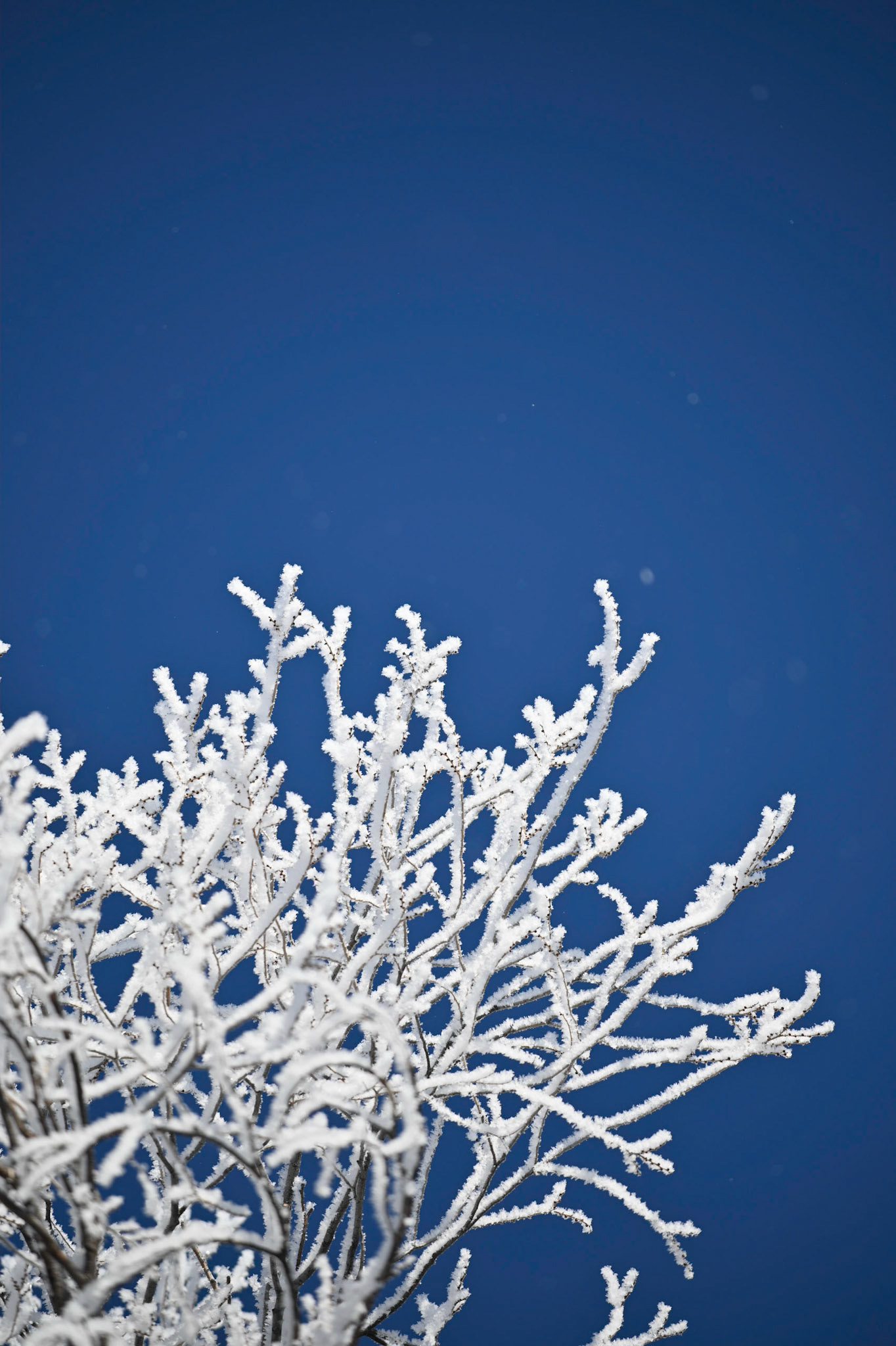 Icy branches against a clear blue sky