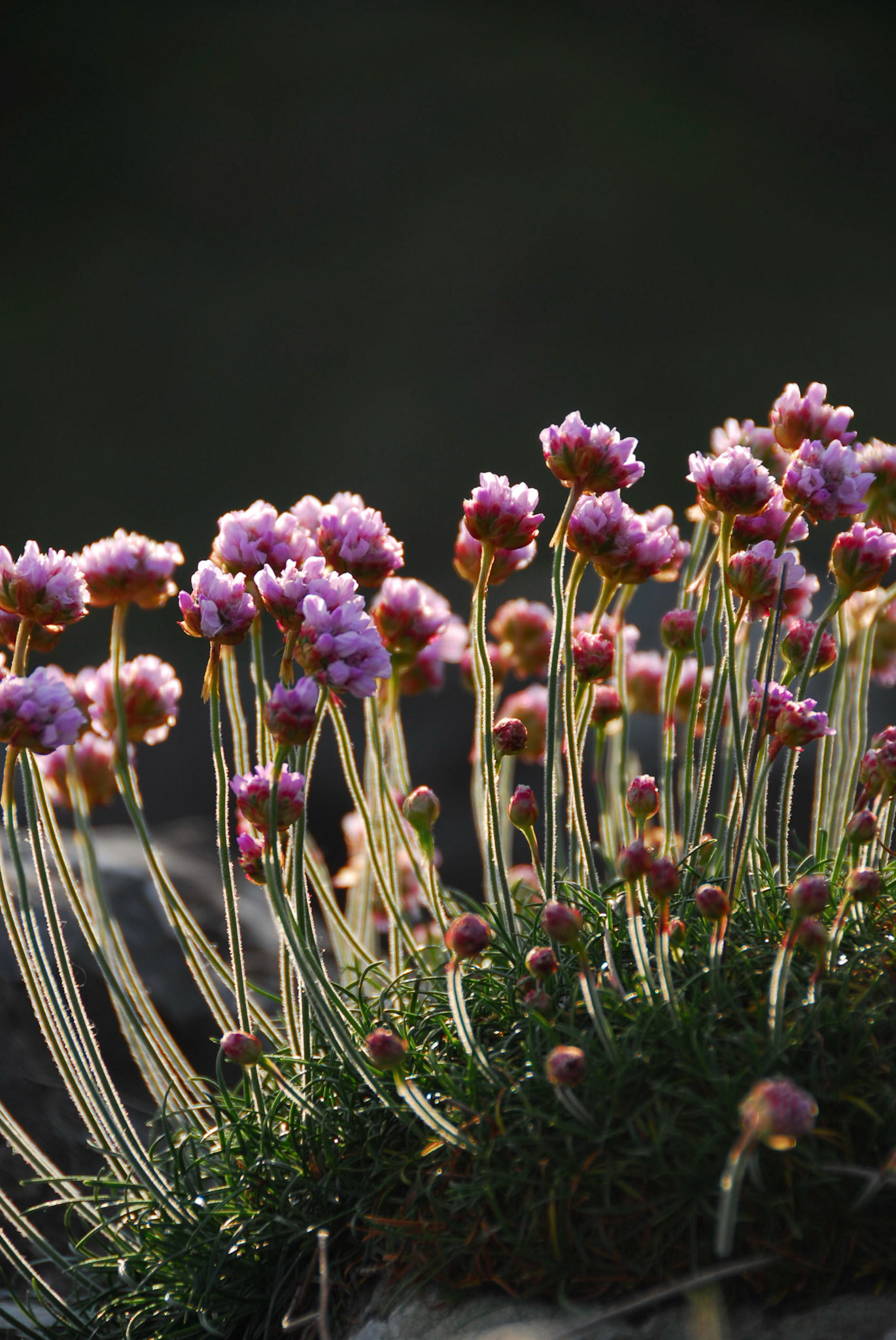 Pink flowers at Giant's Causeway