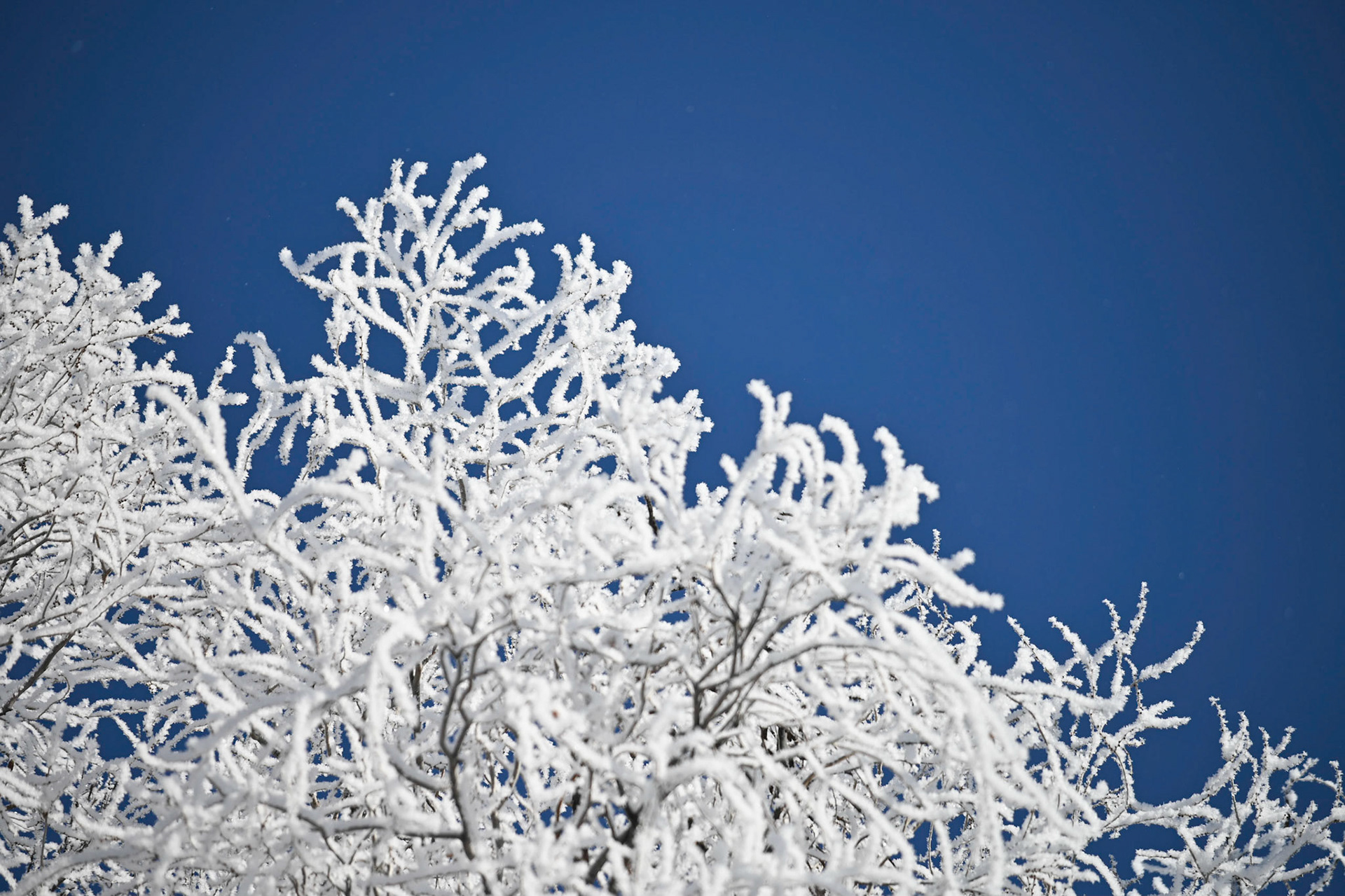 Hoarfrost on branches with a deep blue sky