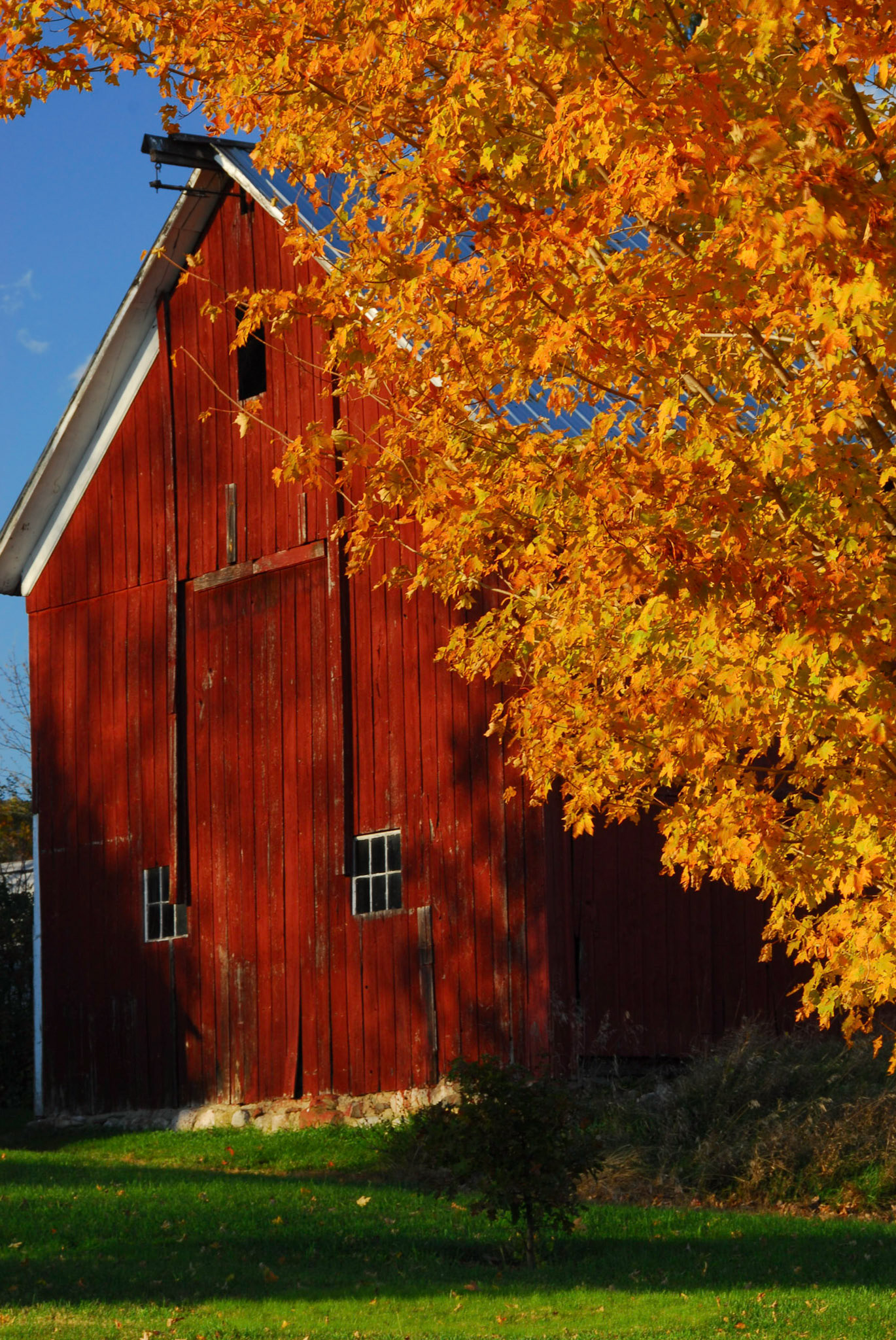 Red barn surround by yellow fall leaves in New England