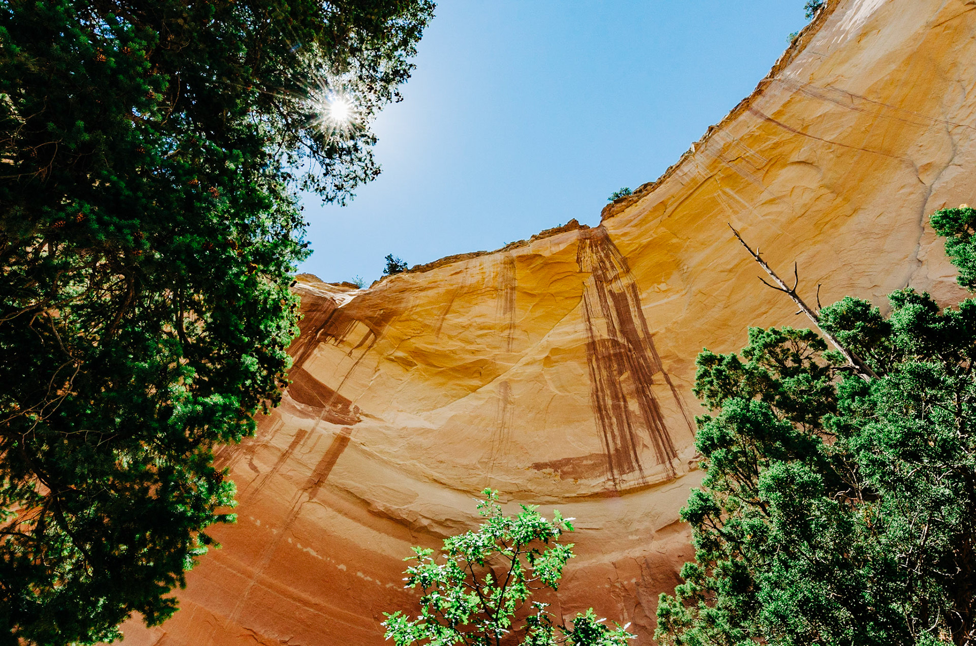 A stunning view looking up at a canyon wall with a sunburst in the trees