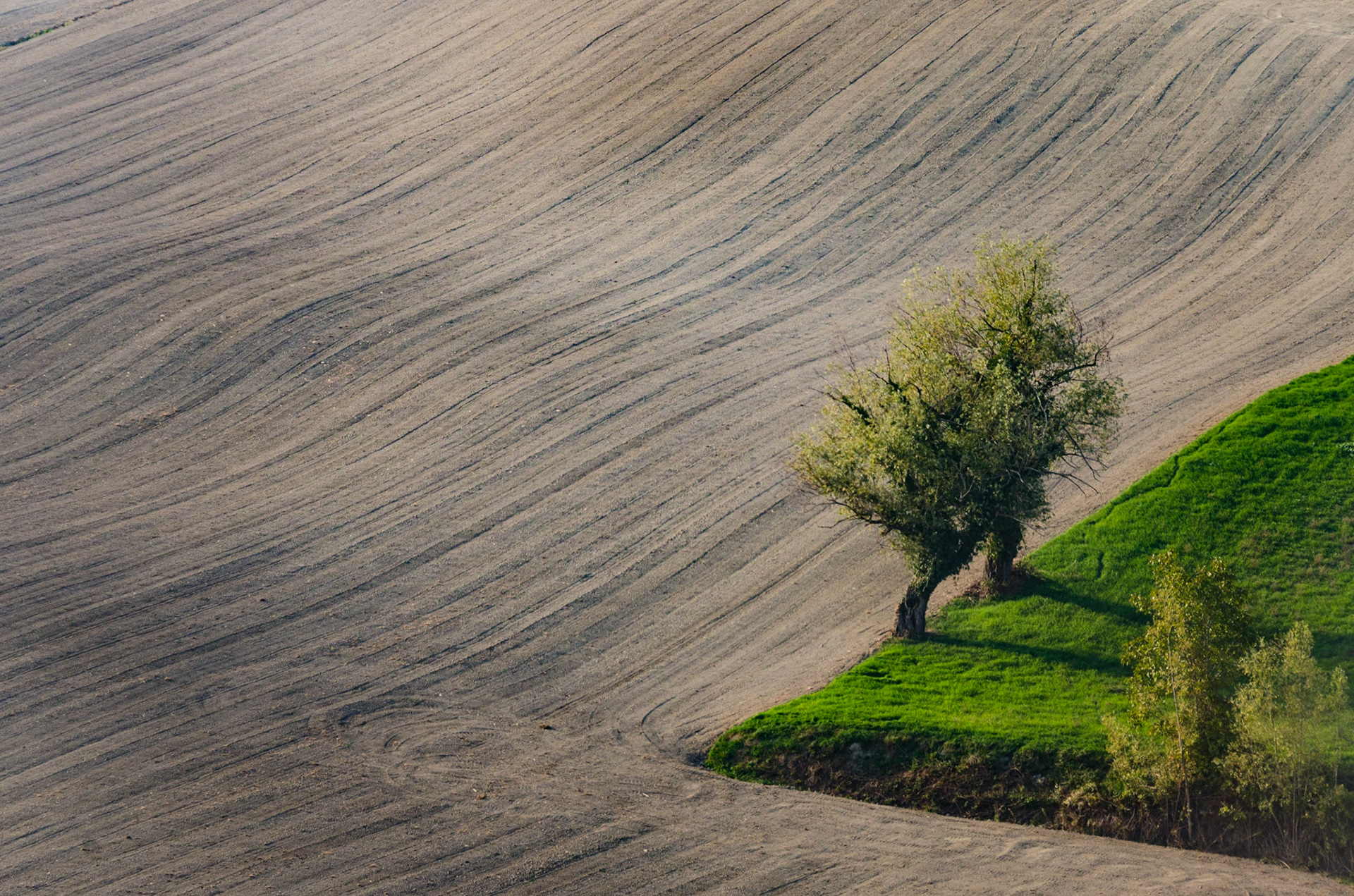 A little corner of green